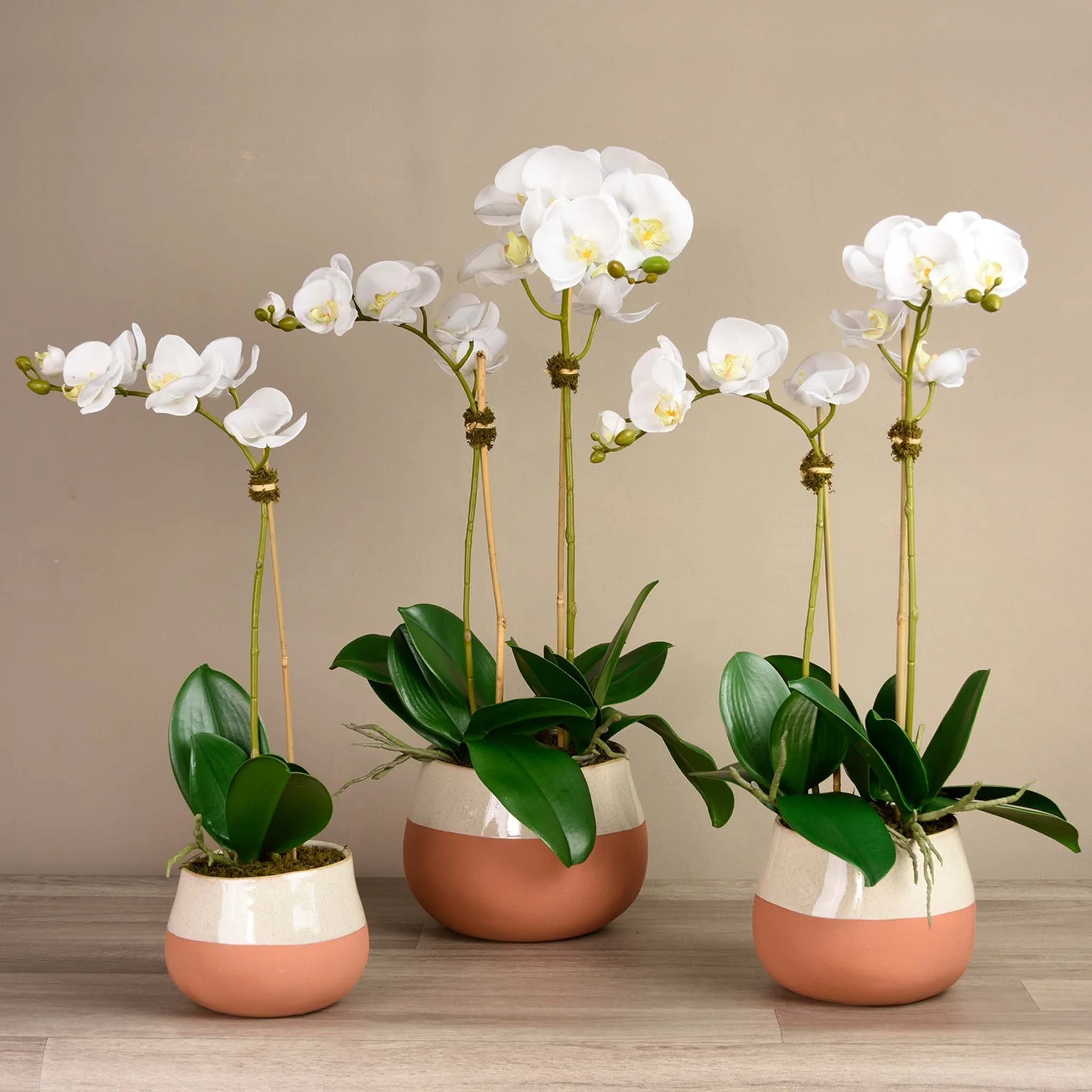 Santa Fe Orchid Arrangement