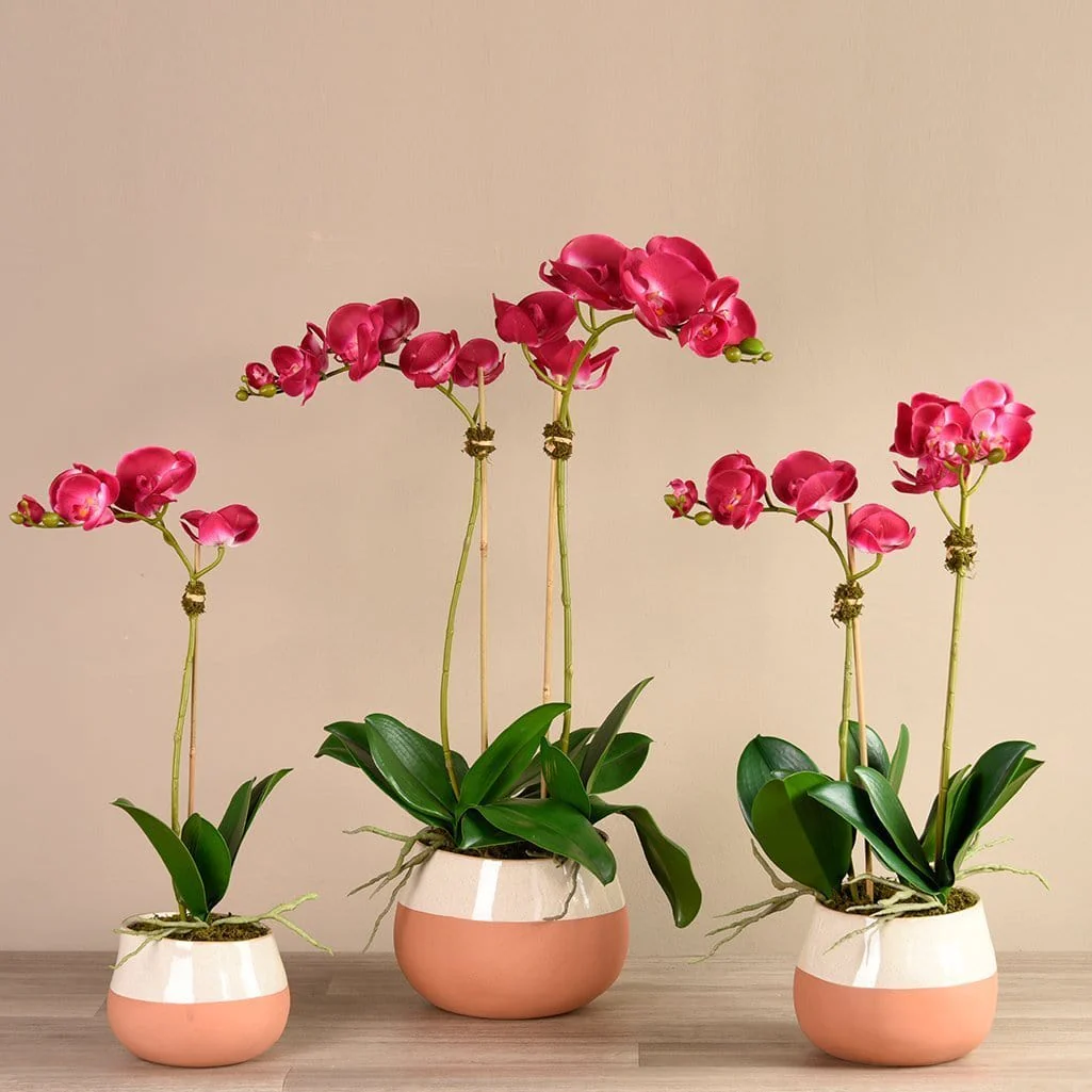 Santa Fe Orchid Arrangement - Image 2