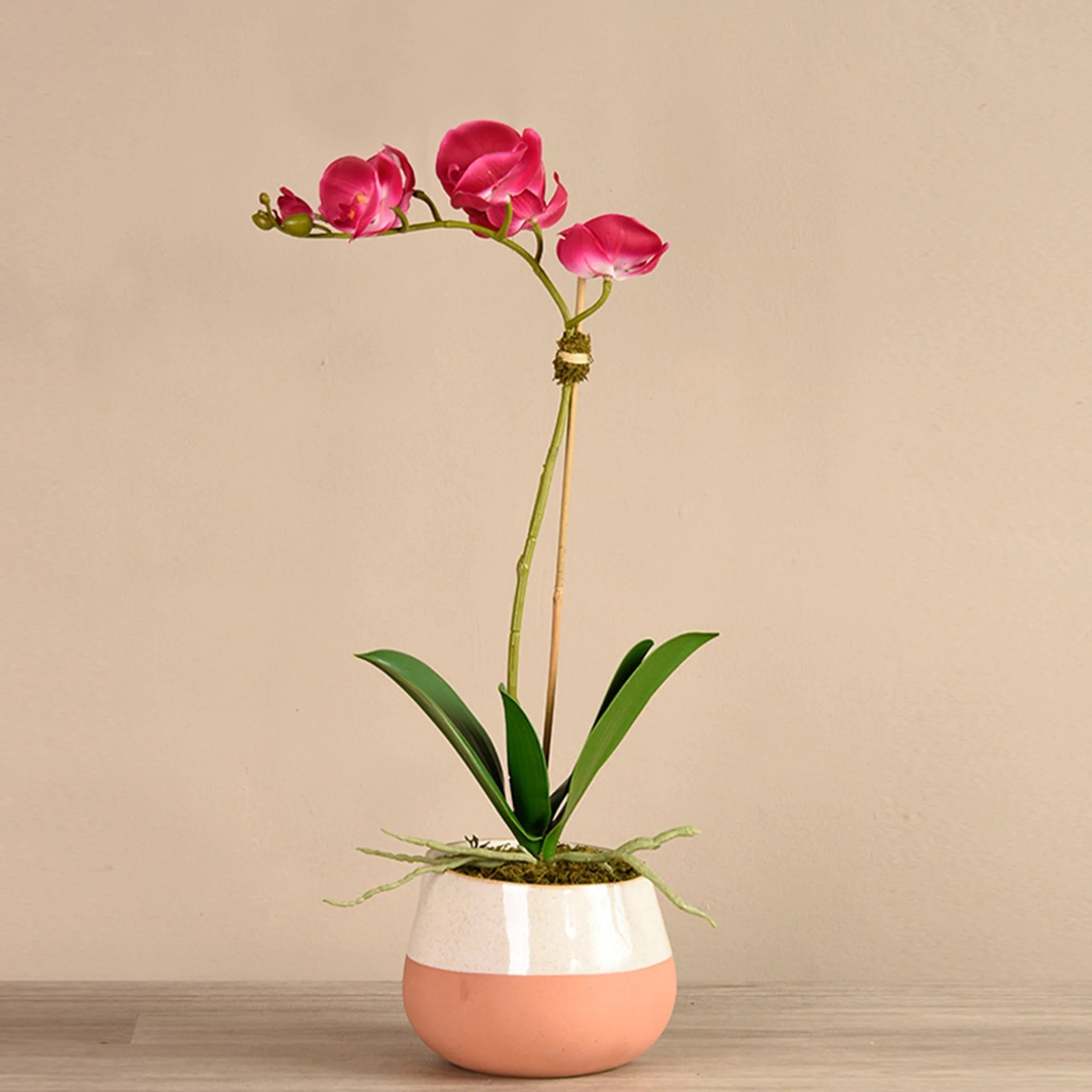 Santa Fe Orchid Arrangement - Image 4