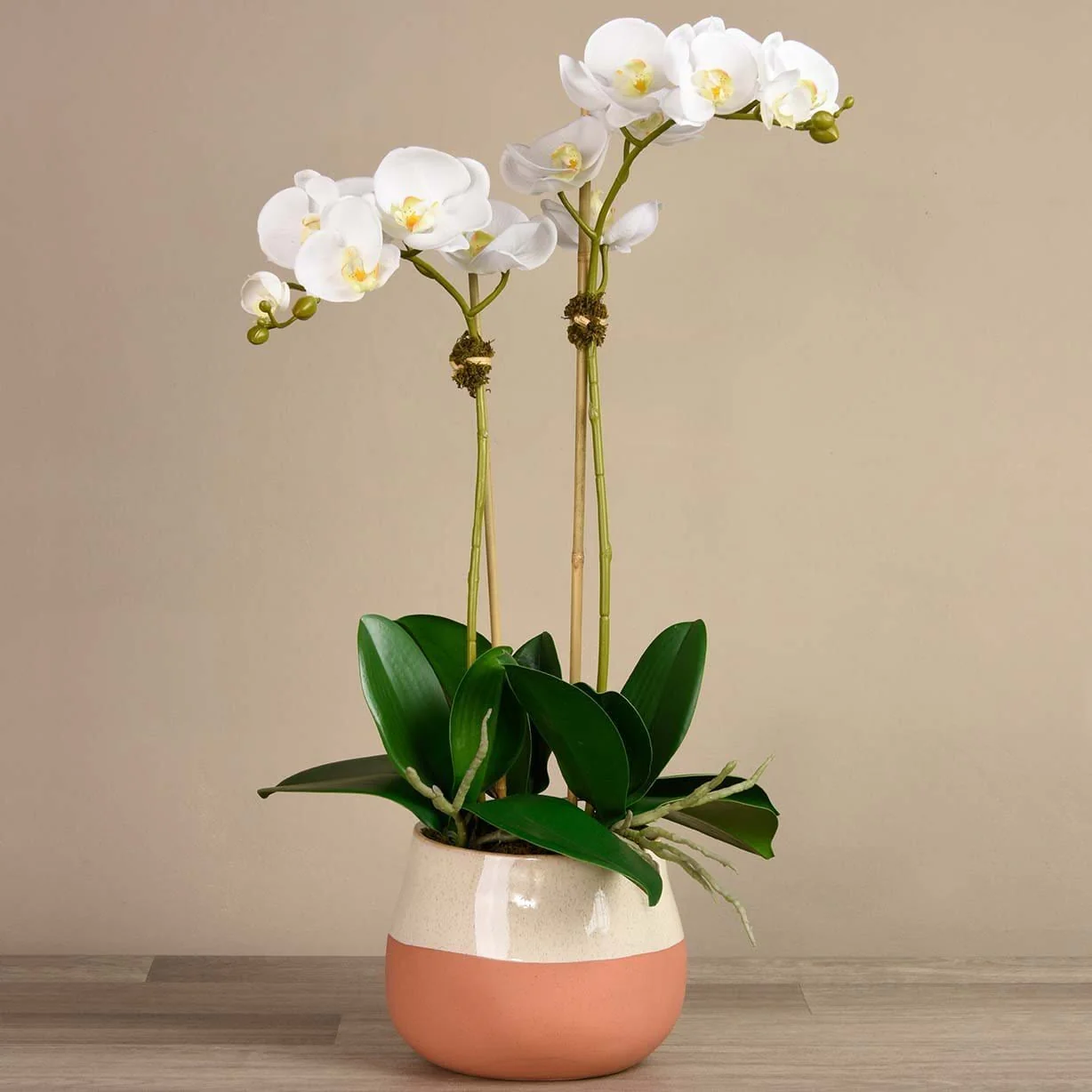 Santa Fe Orchid Arrangement - Image 5