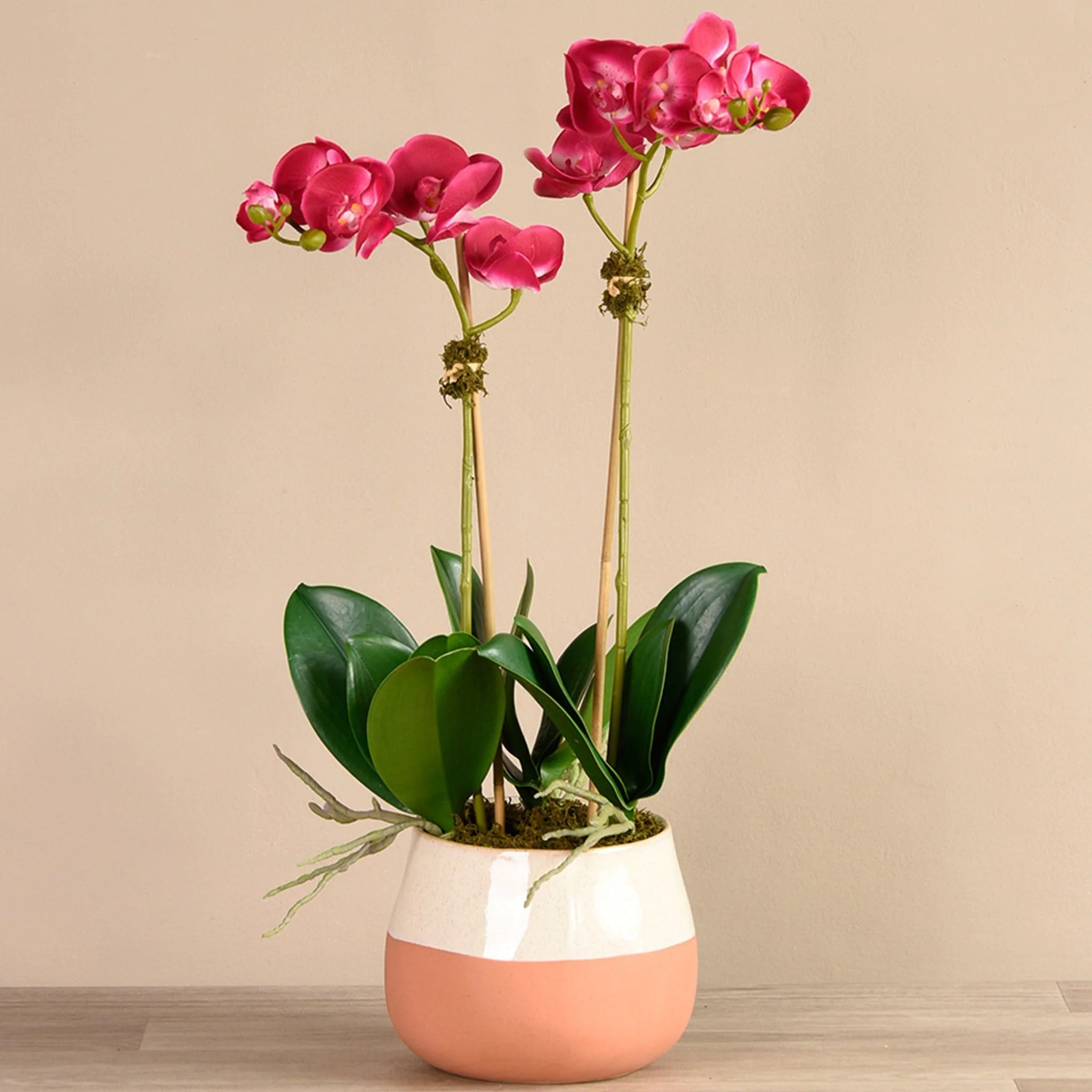 Santa Fe Orchid Arrangement - Image 6