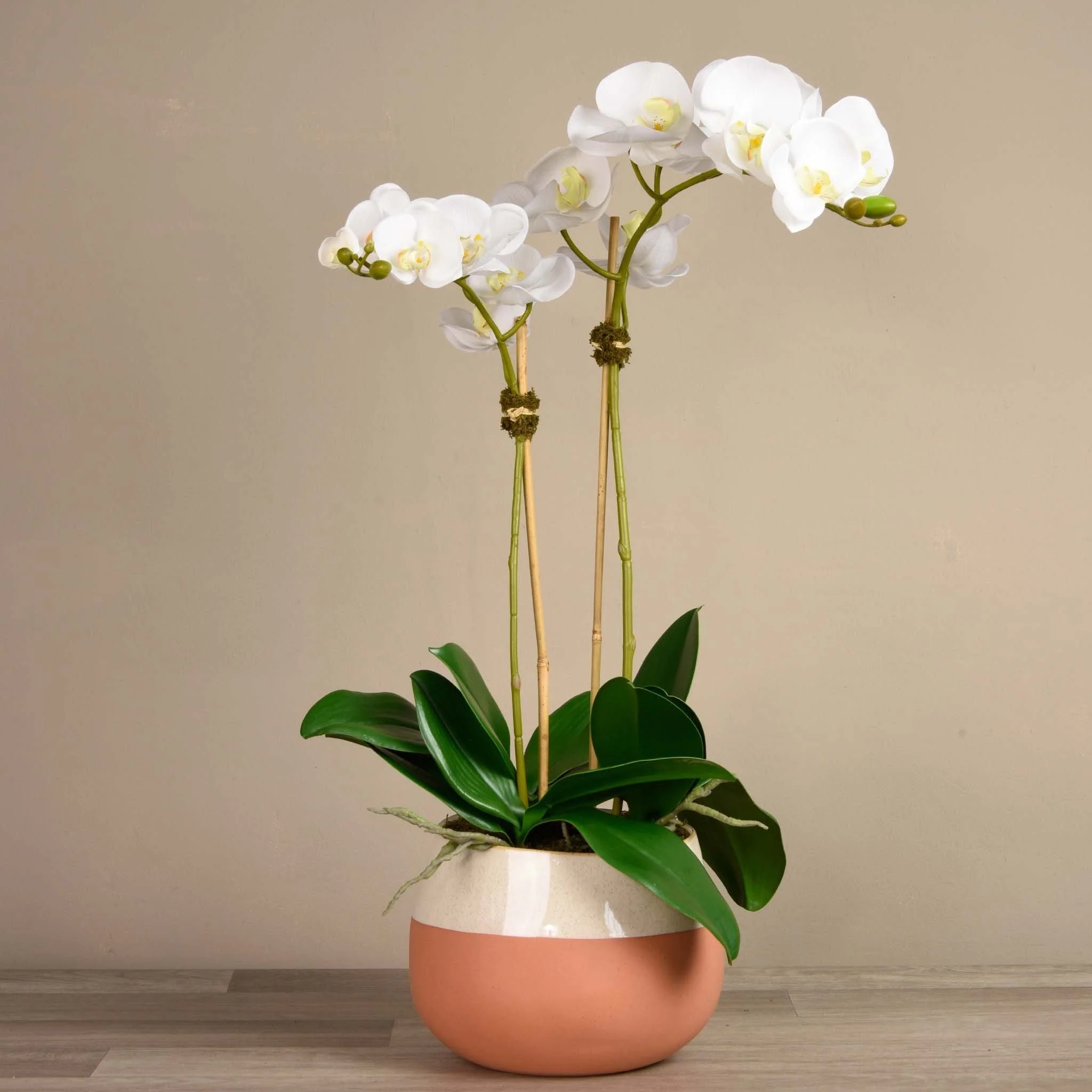 Santa Fe Orchid Arrangement - Image 7