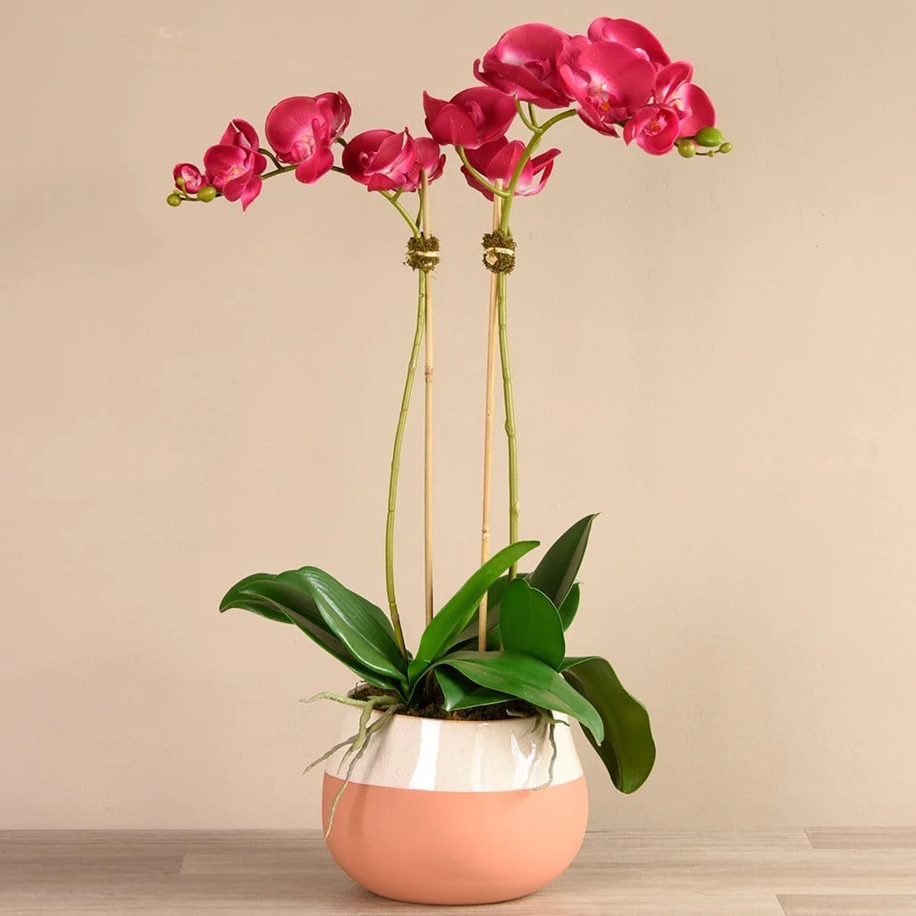 Santa Fe Orchid Arrangement - Image 8