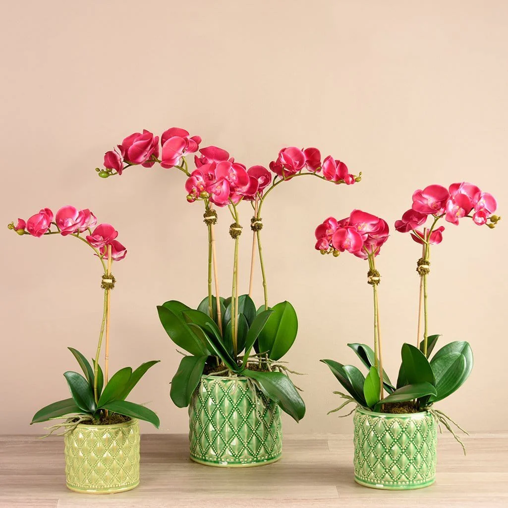 Orchid Arrangement in Ceramic Vase - Image 2