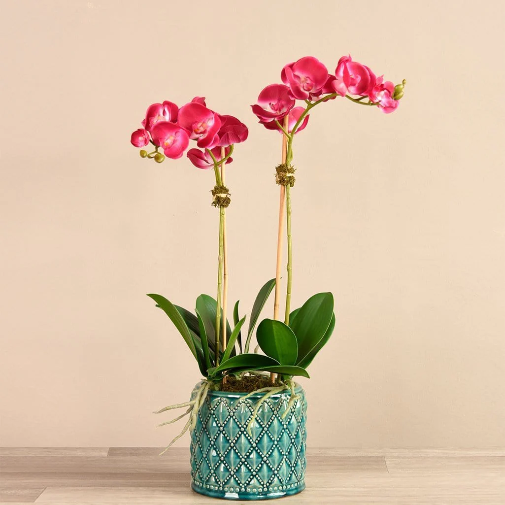 Orchid Arrangement in Ceramic Vase - Image 6