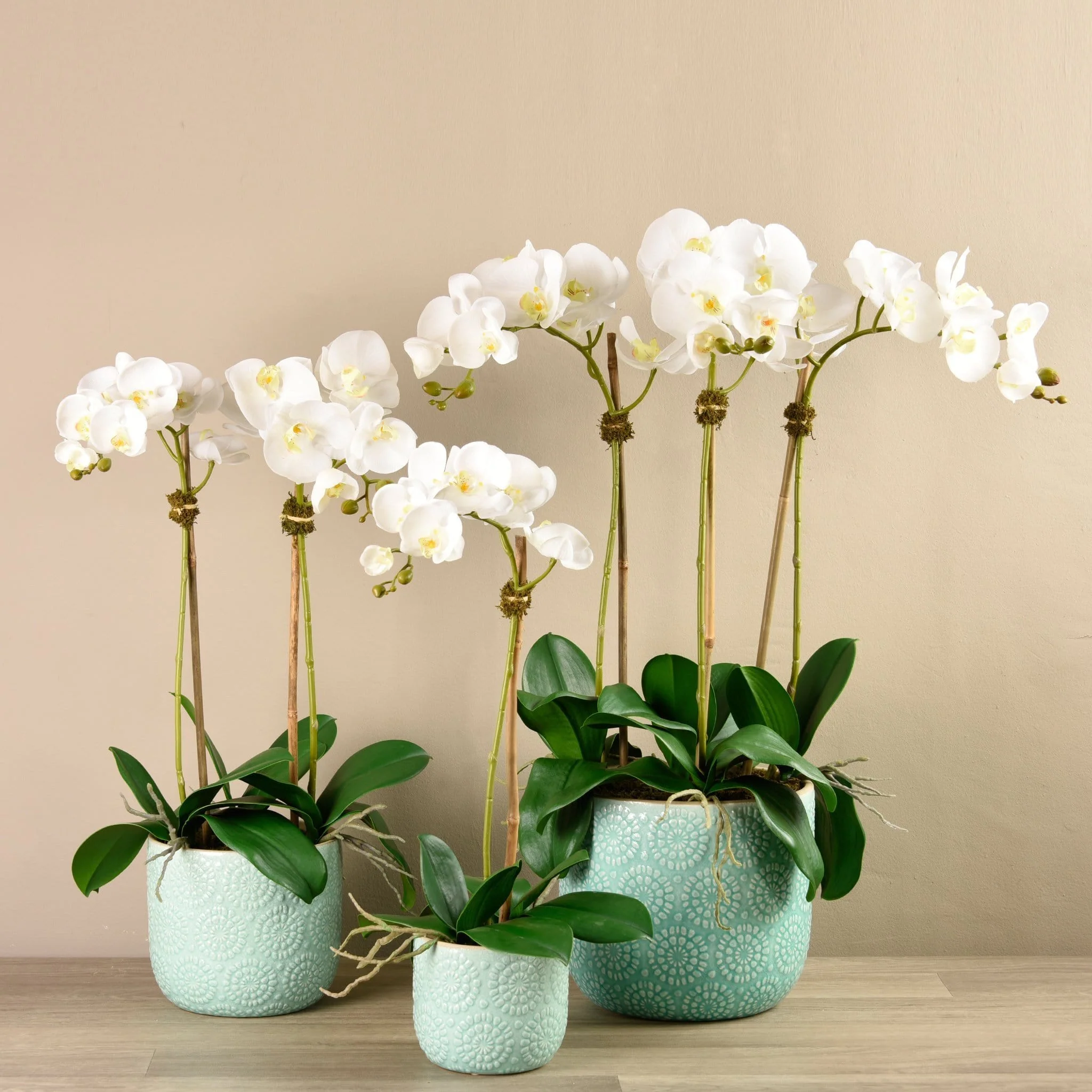 Orchid Arrangement in Ceramic Vase