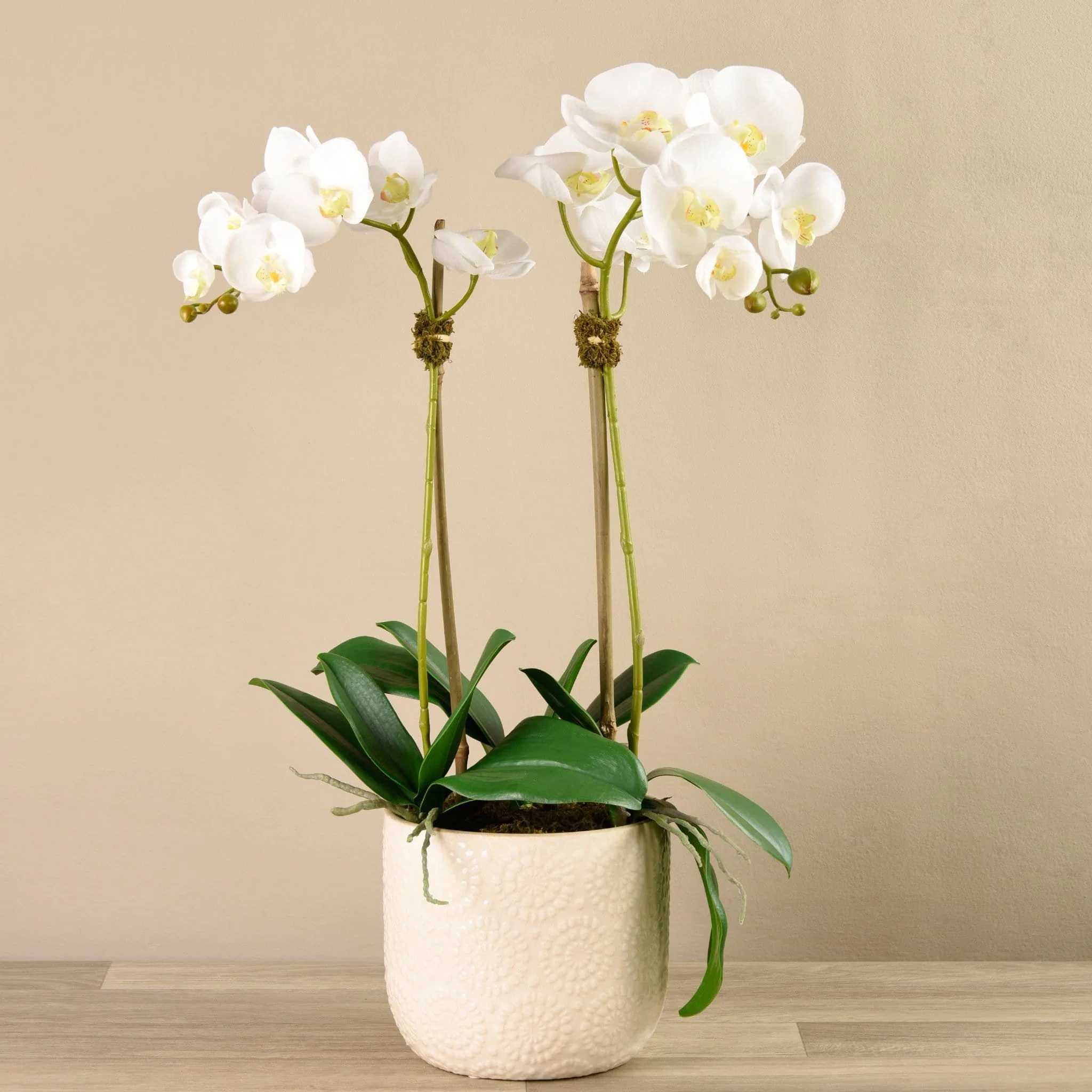 Orchid Arrangement in Ceramic Vase - Image 3