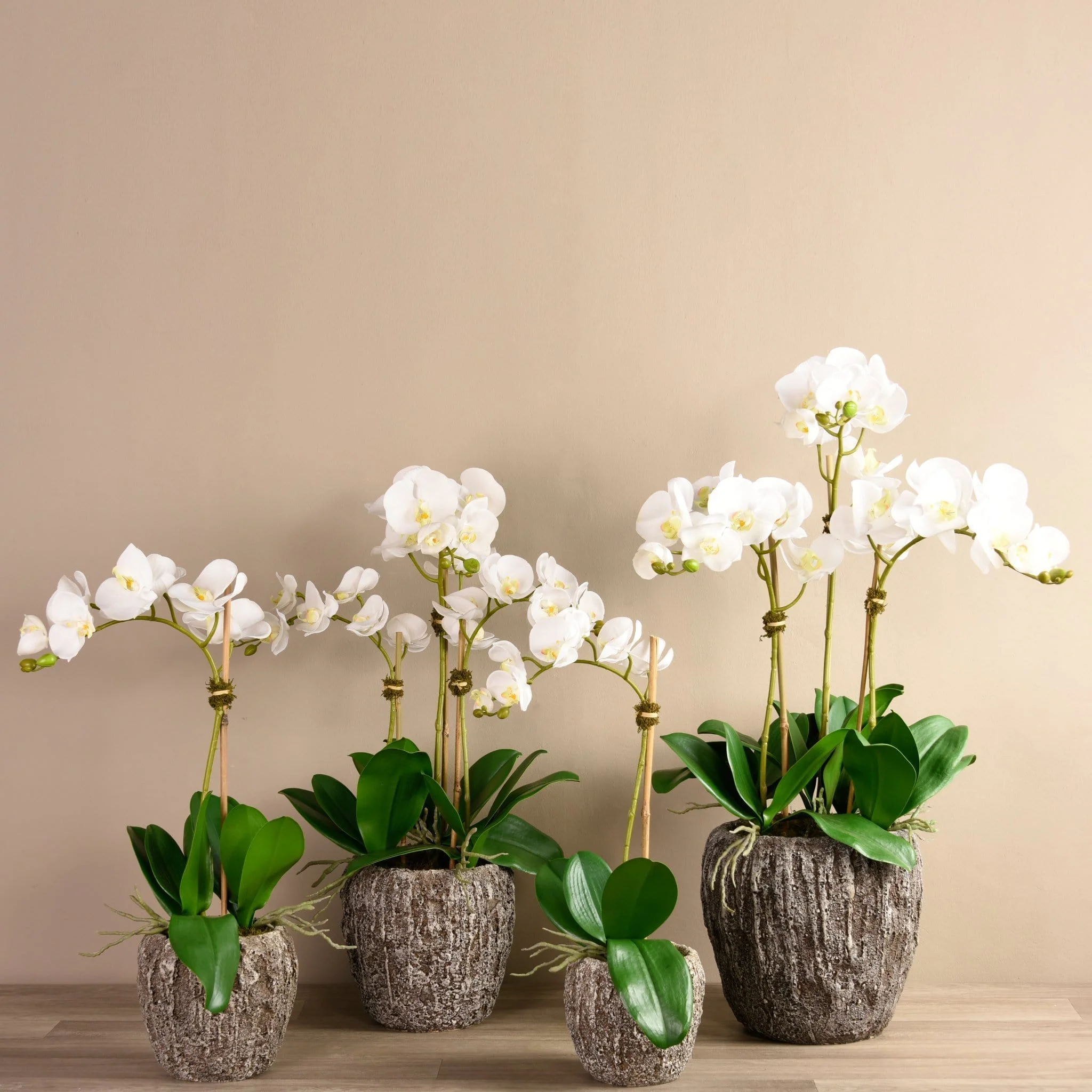 Orchid Arrangement in Concrete Pot