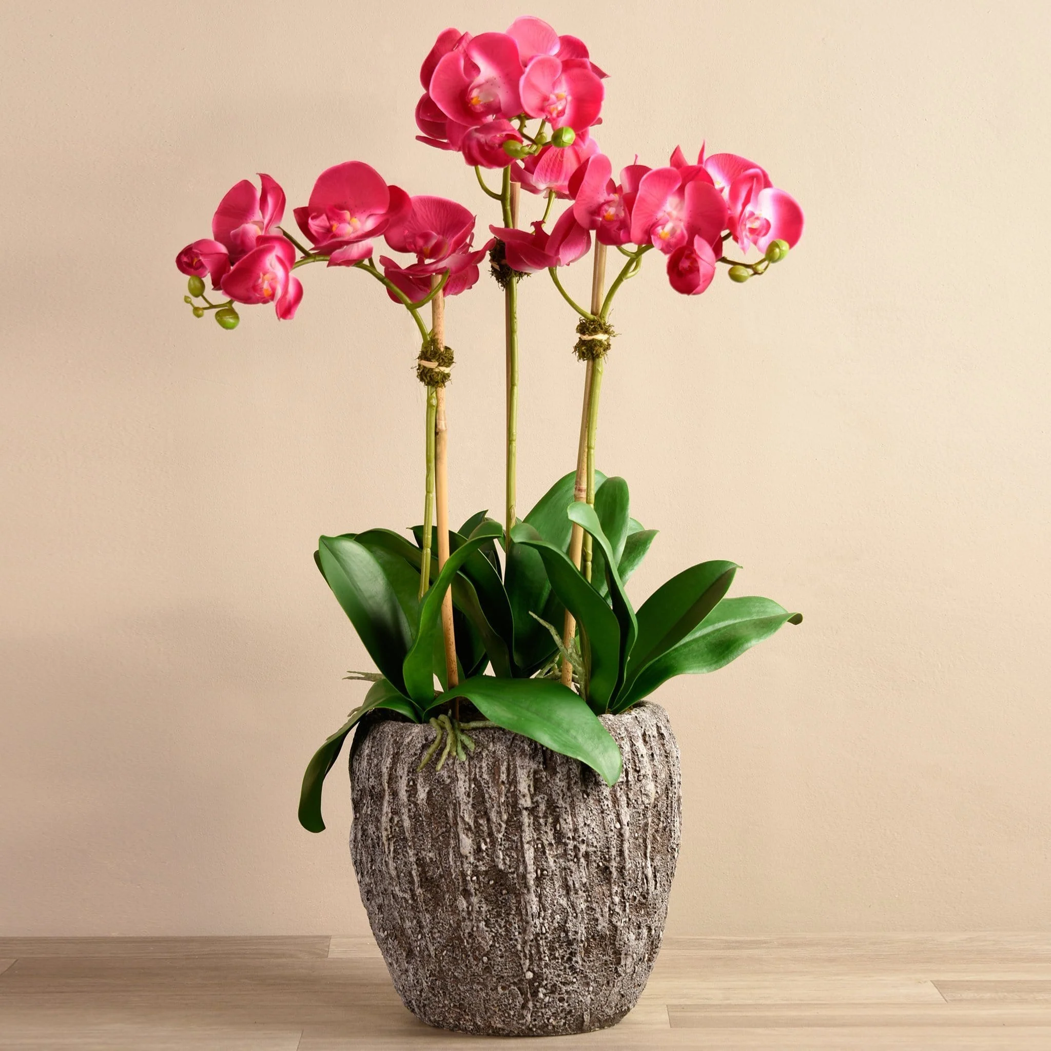 Orchid Arrangement in Concrete Pot - Image 10