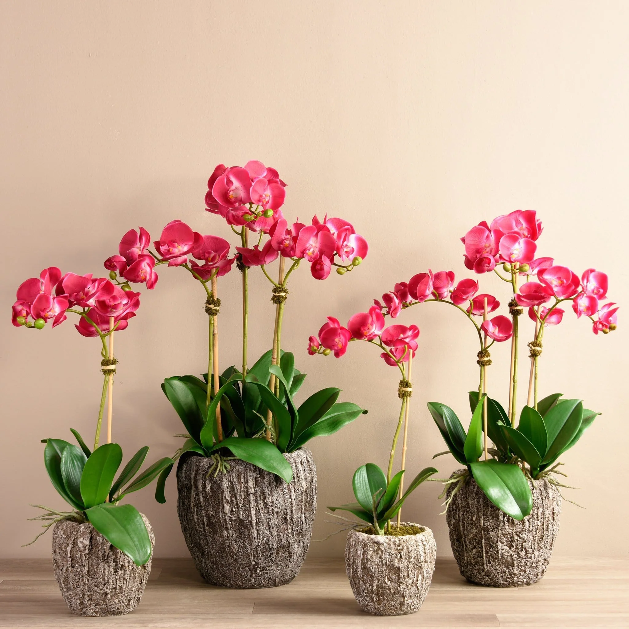 Orchid Arrangement in Concrete Pot - Image 2