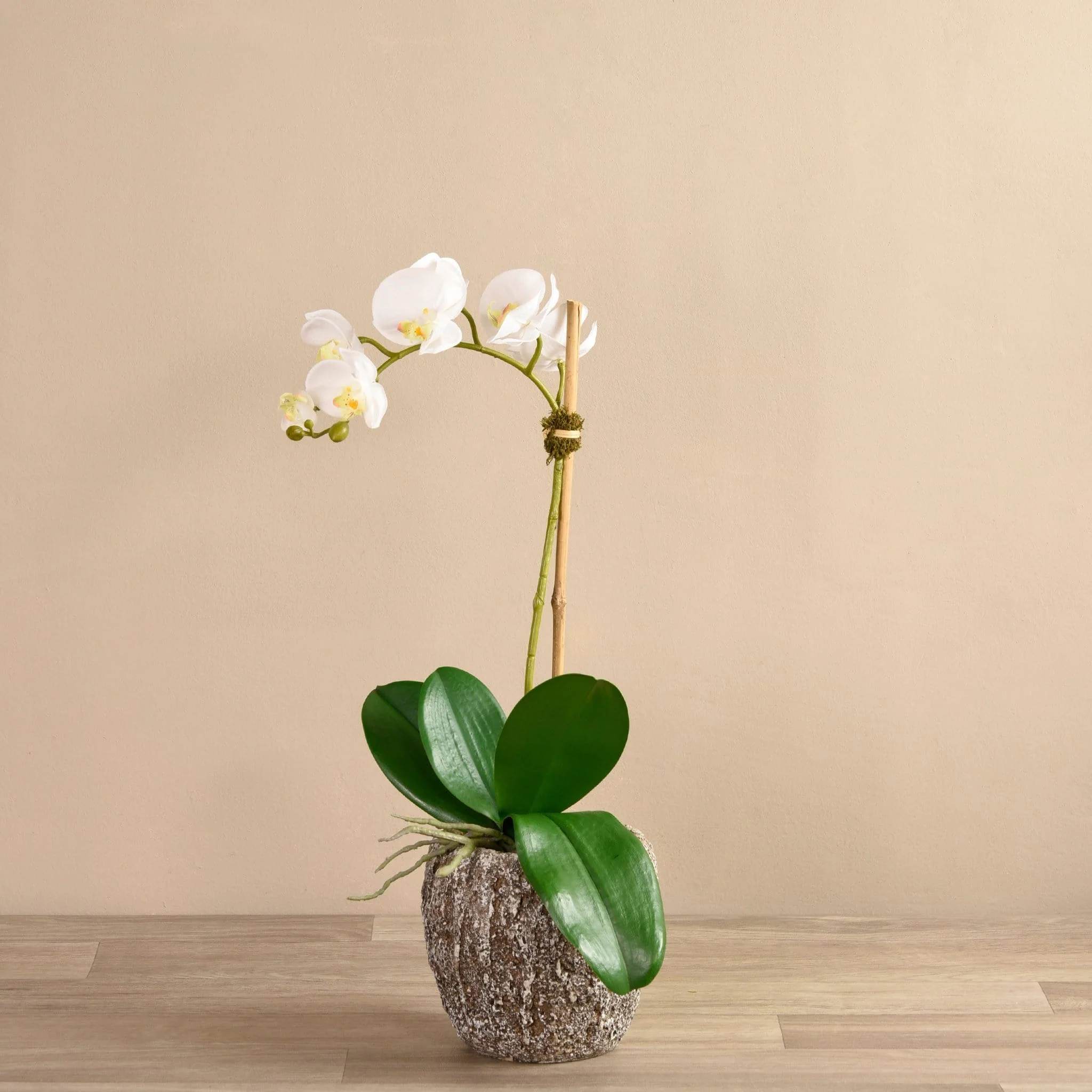 Orchid Arrangement in Concrete Pot - Image 3