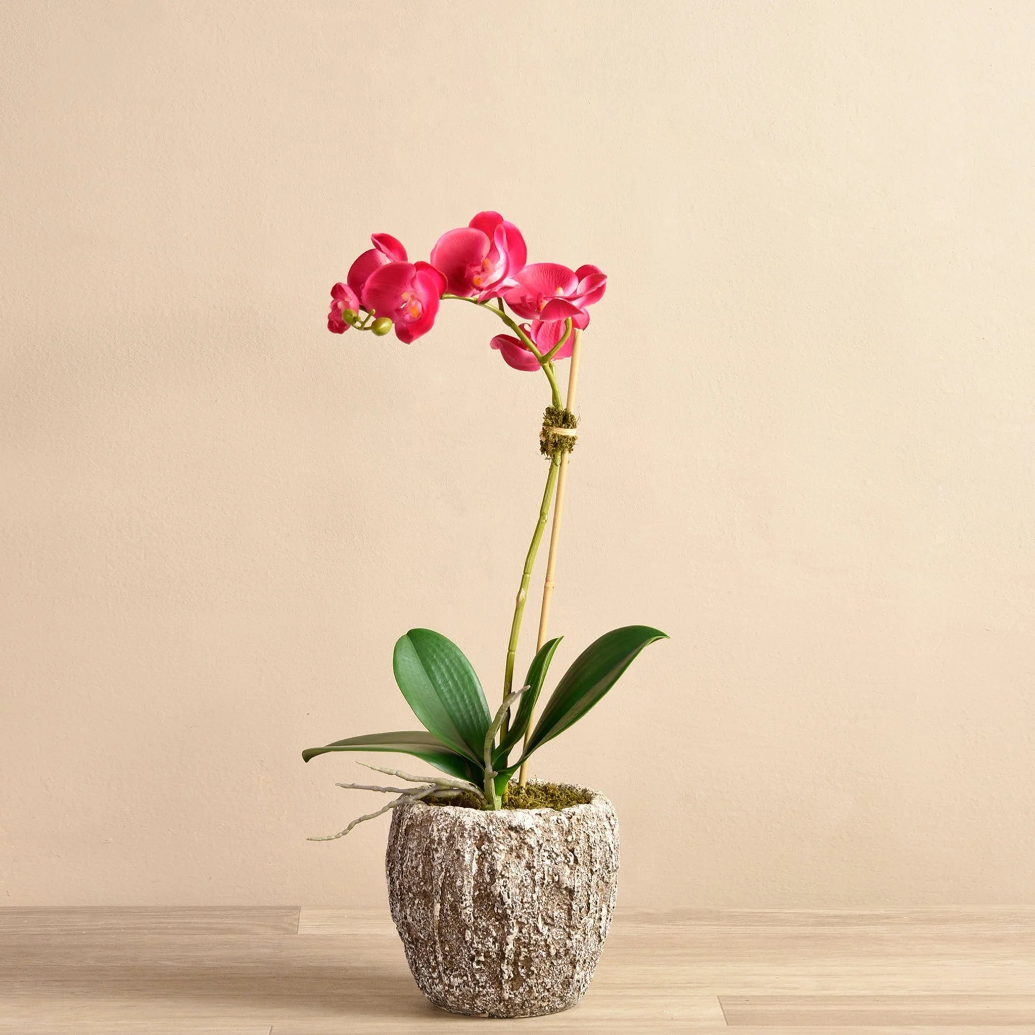 Orchid Arrangement in Concrete Pot - Image 4