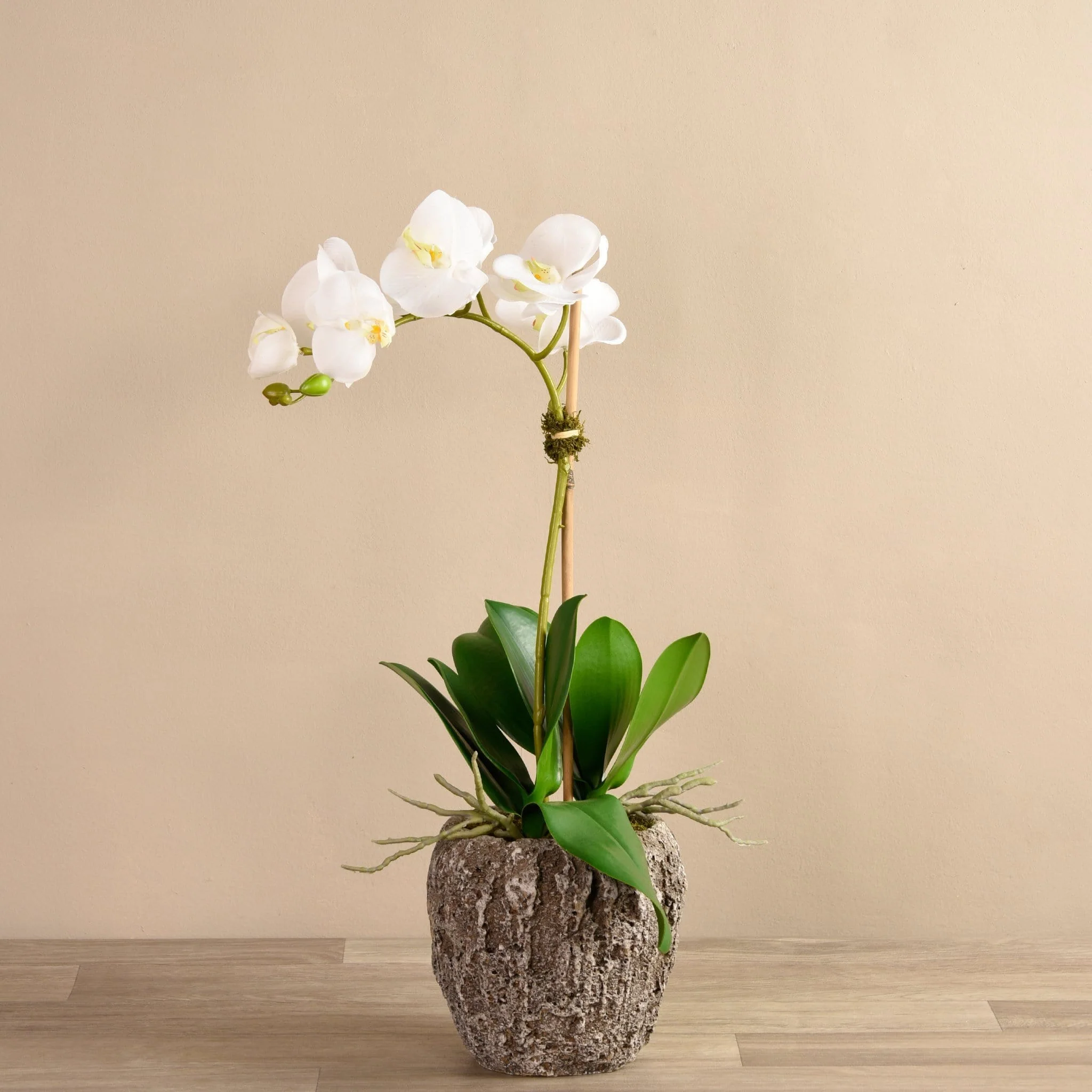 Orchid Arrangement in Concrete Pot - Image 5