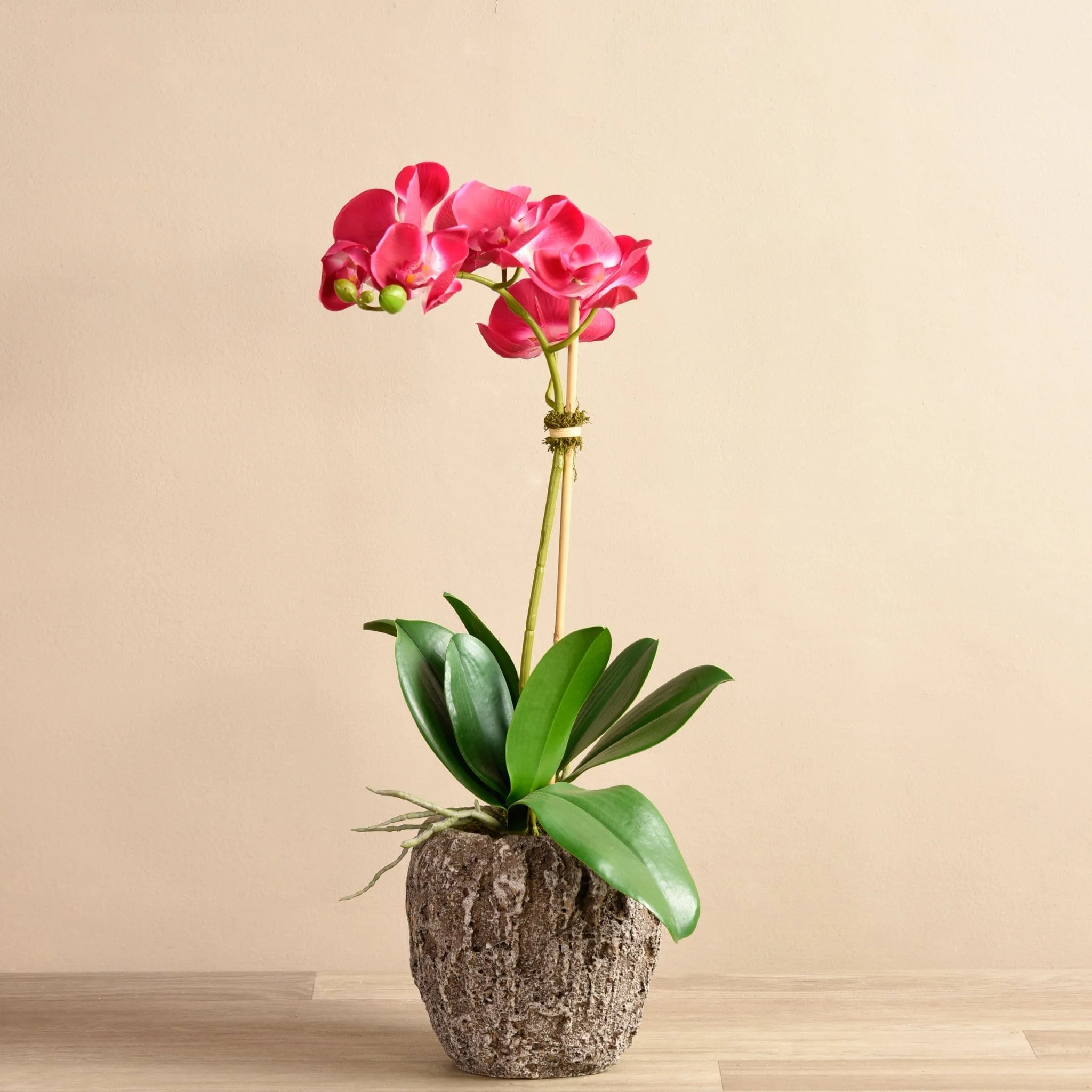 Orchid Arrangement in Concrete Pot - Image 6