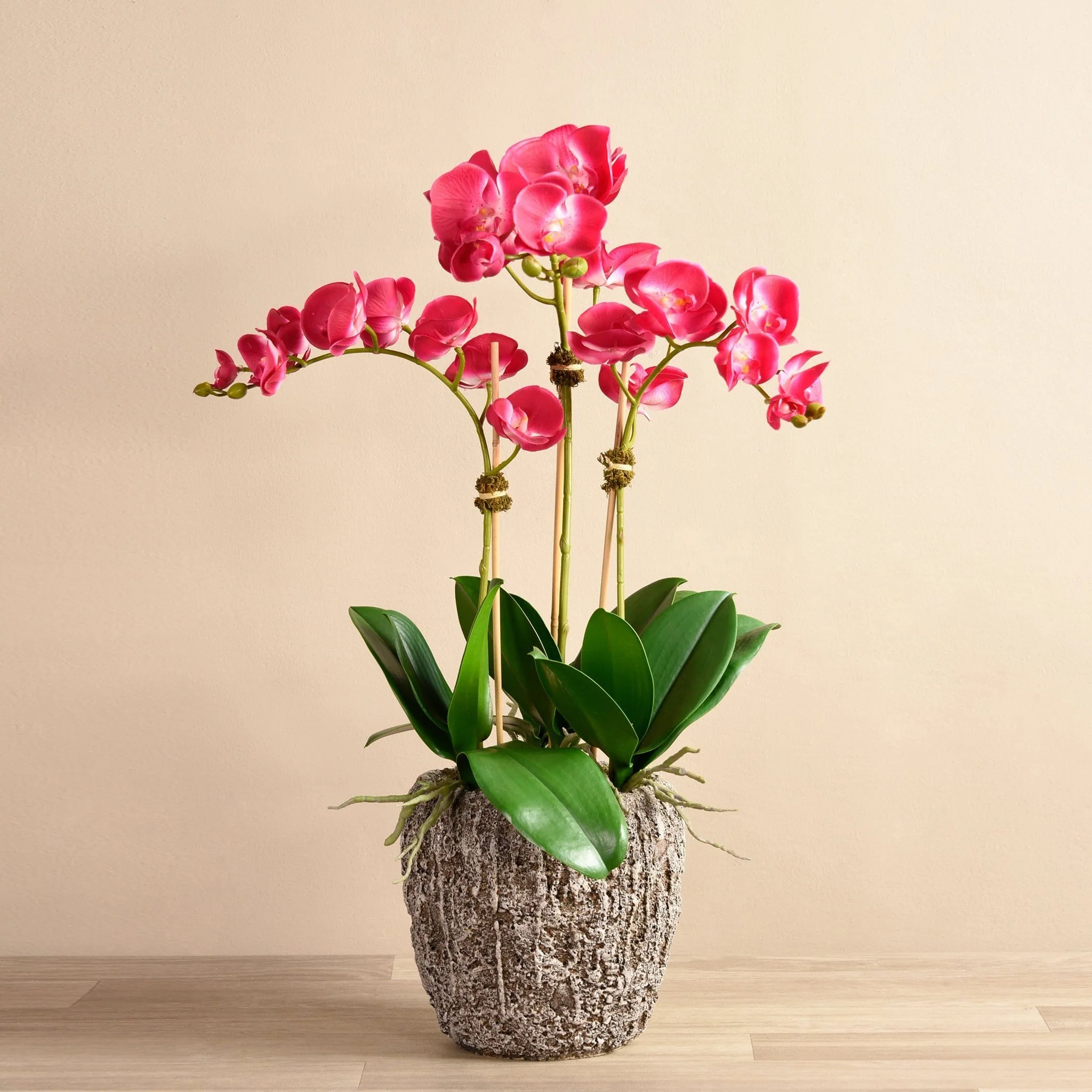 Orchid Arrangement in Concrete Pot - Image 7