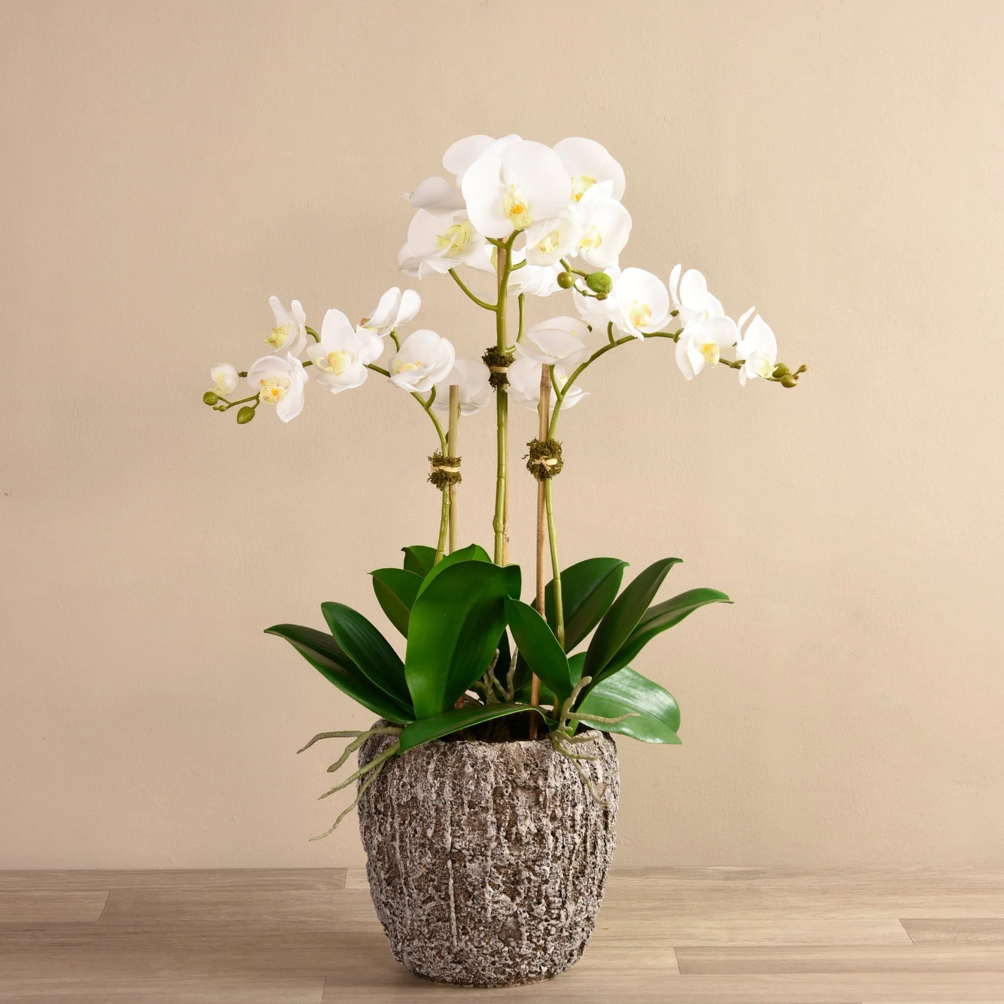 Orchid Arrangement in Concrete Pot - Image 8