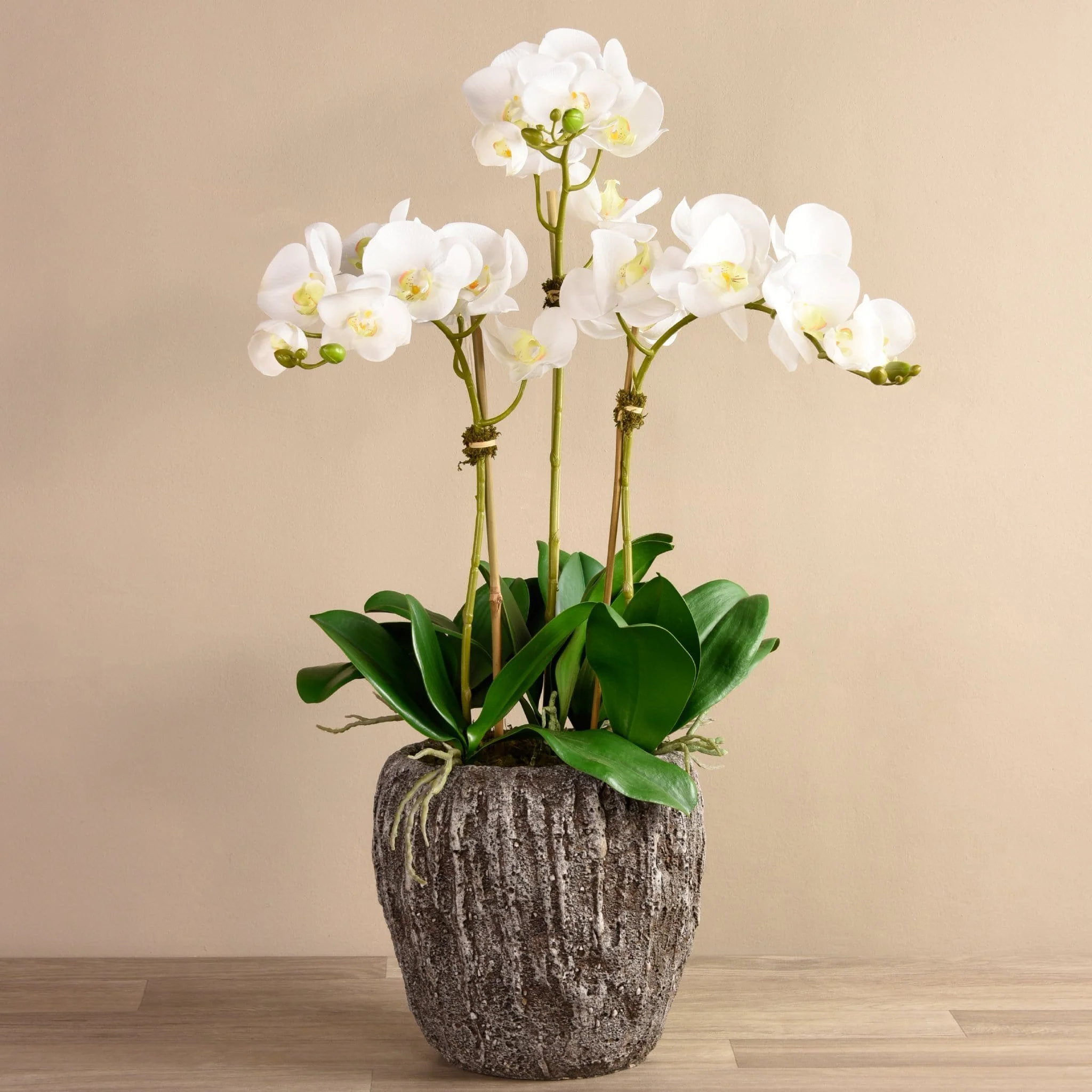 Orchid Arrangement in Concrete Pot - Image 9