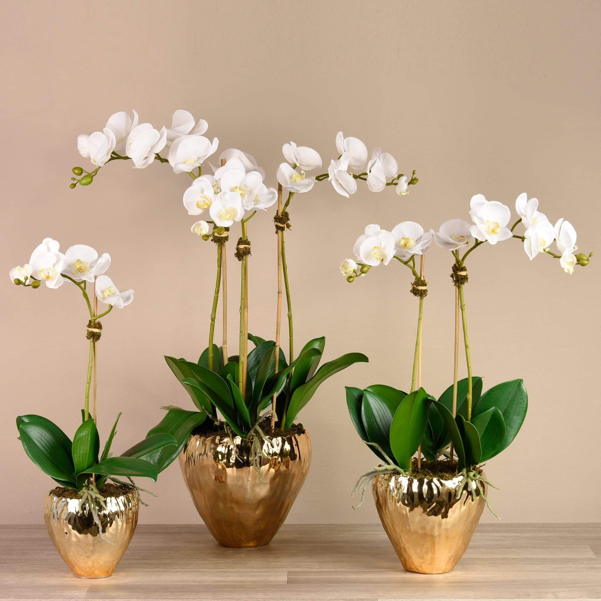 Orchid Arrangement in Gold Vase