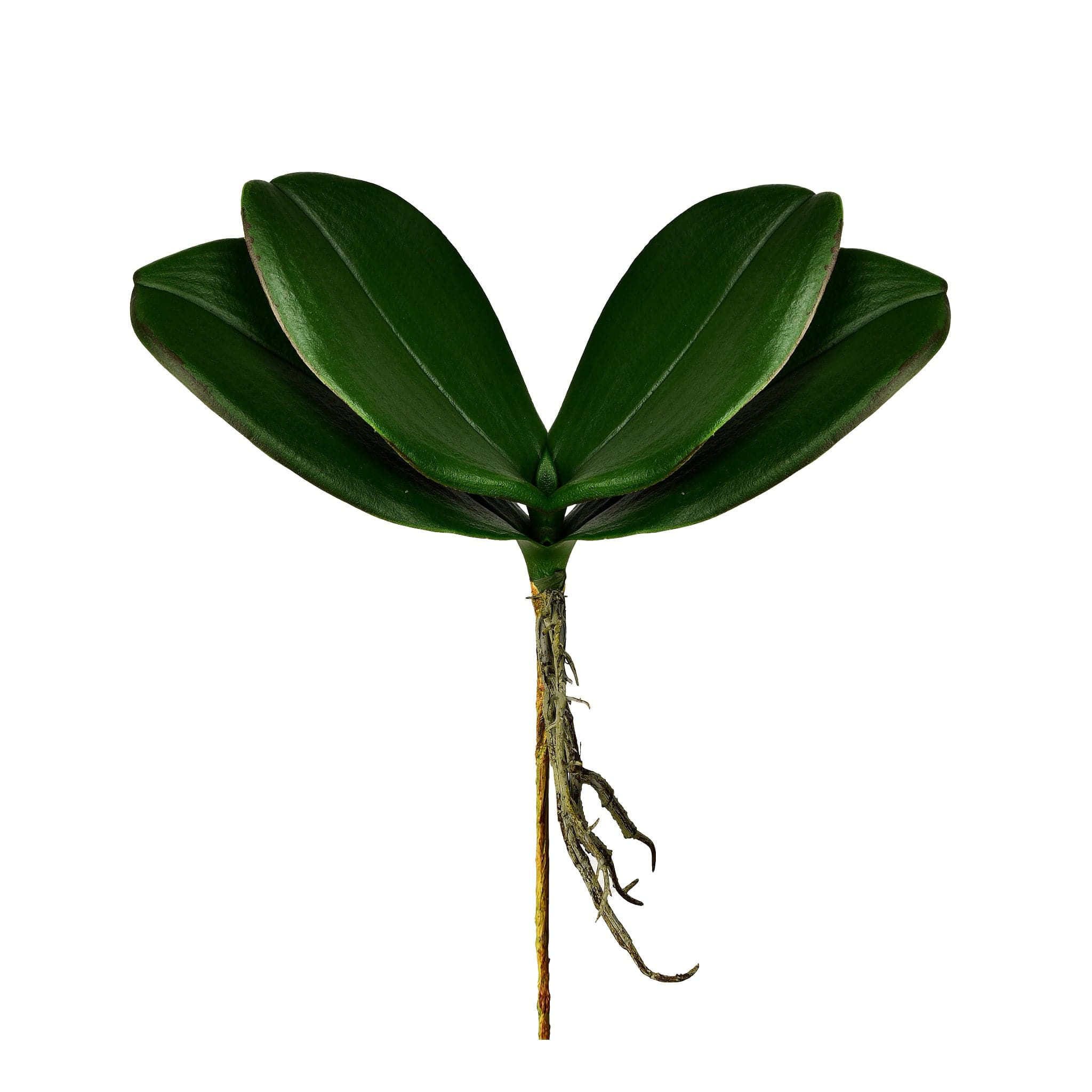 Orchid Leaf