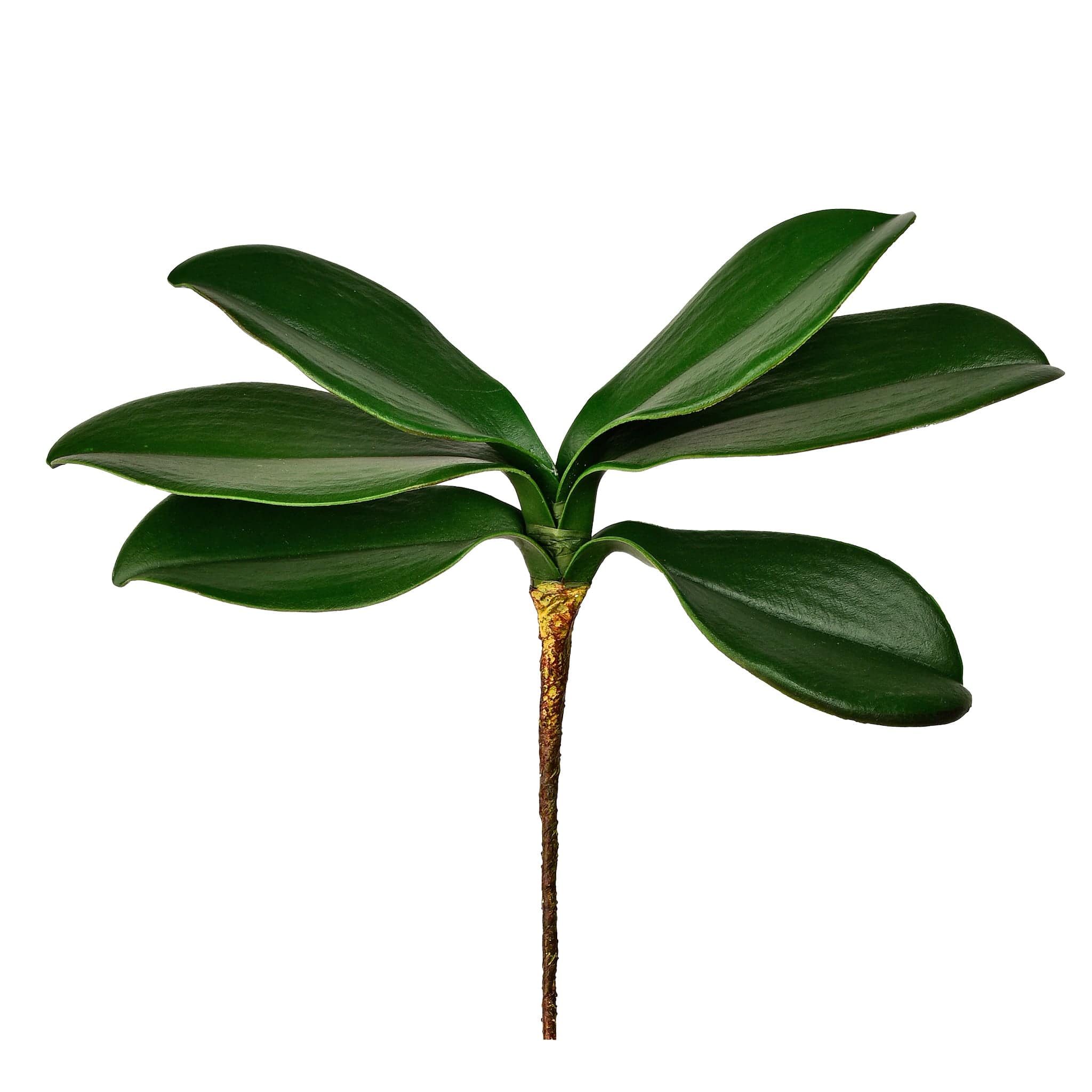Orchid Leaf