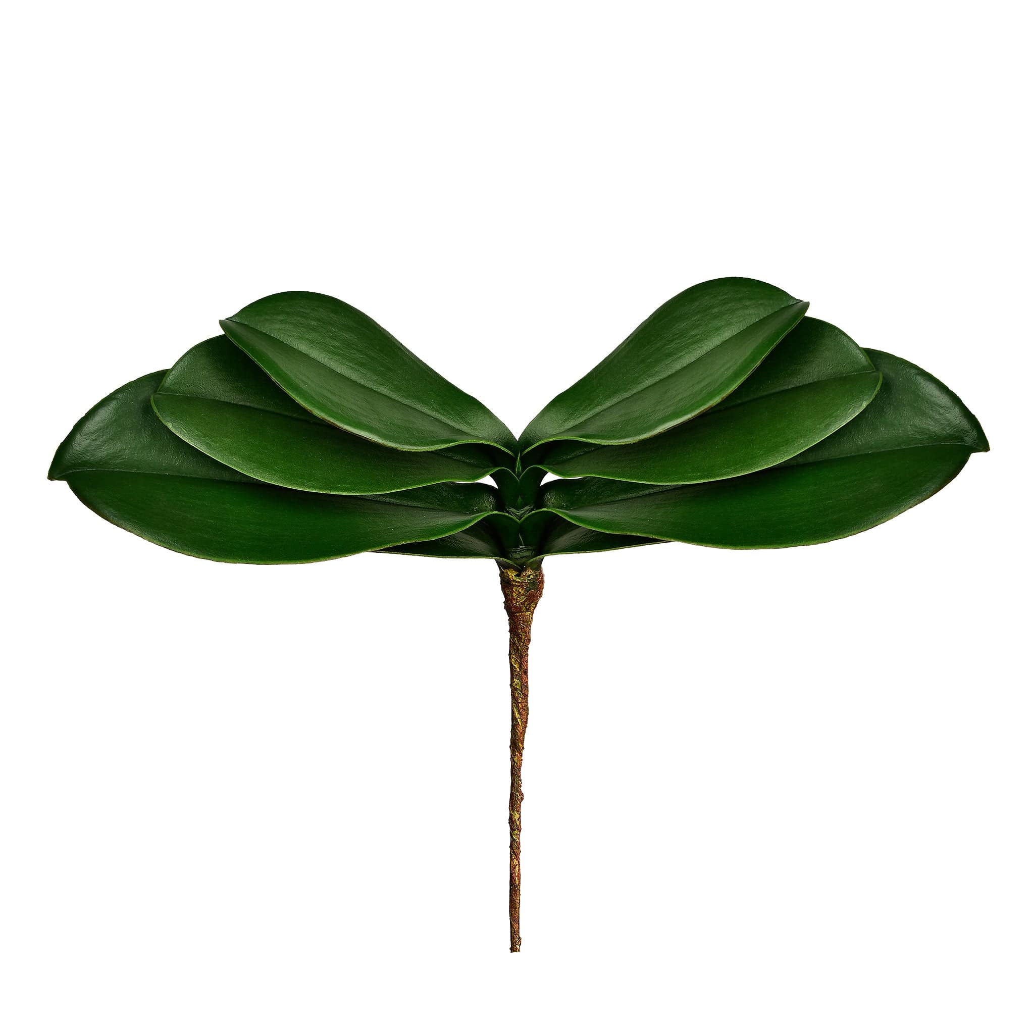 Orchid Leaf