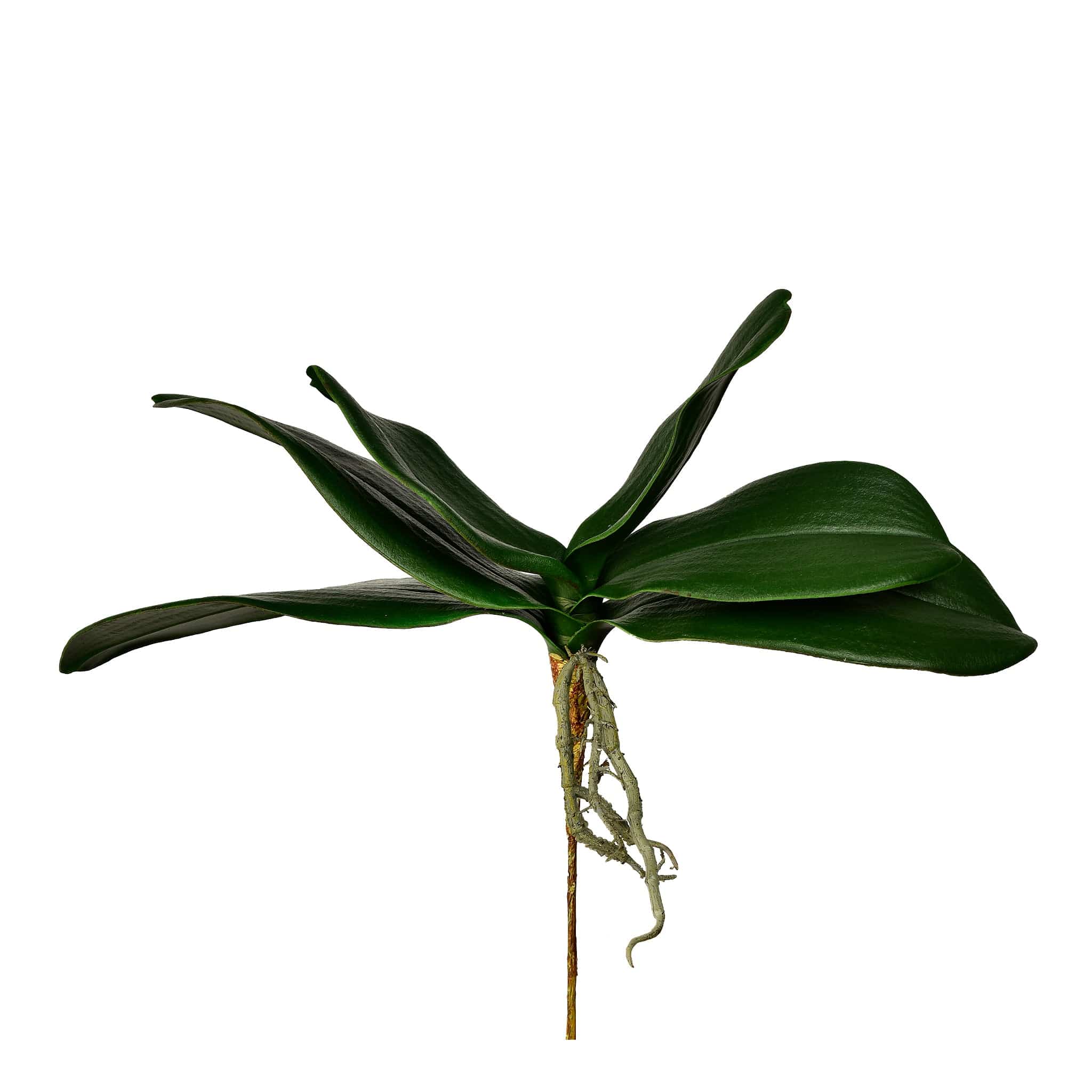 Orchid Leaf