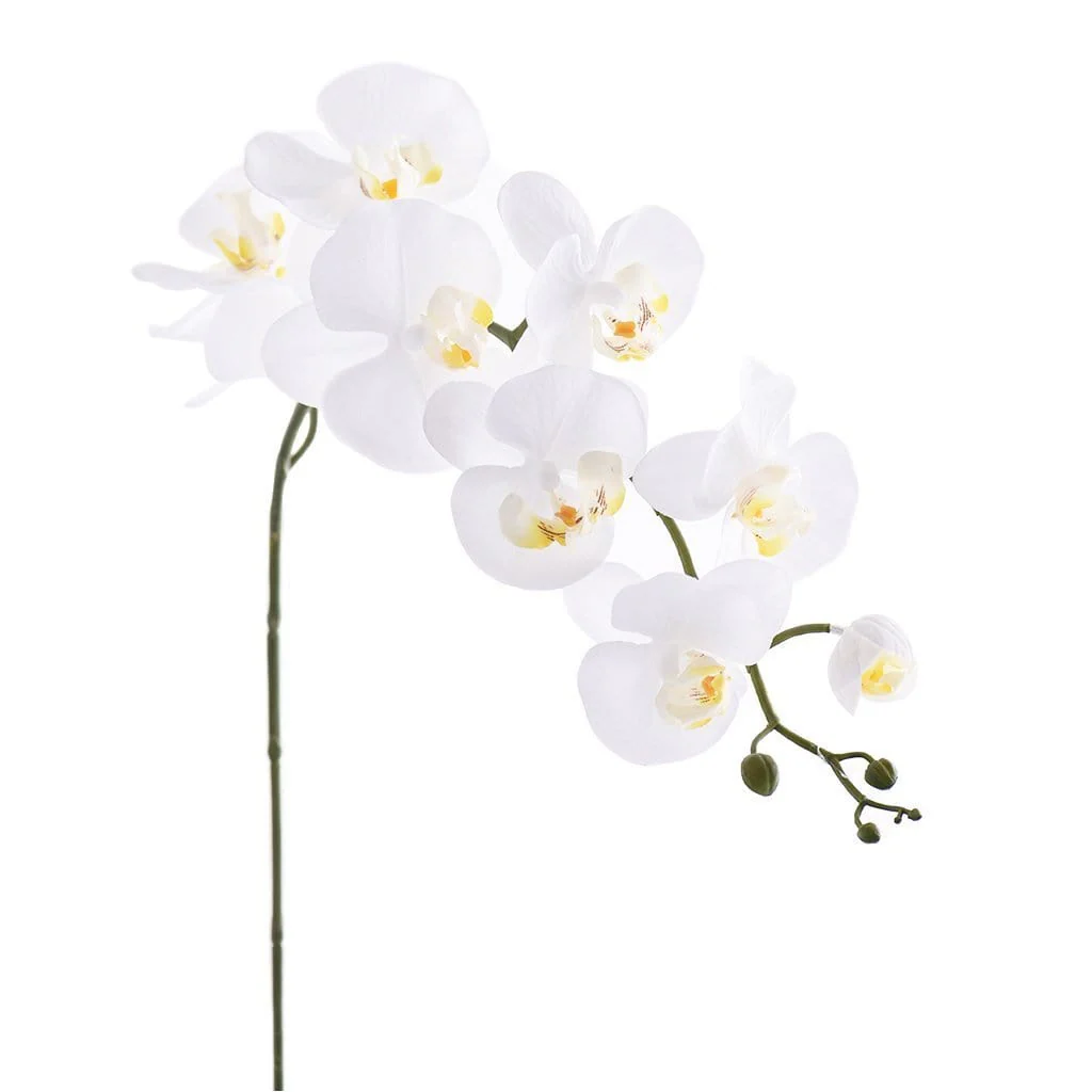 Orchid Stem