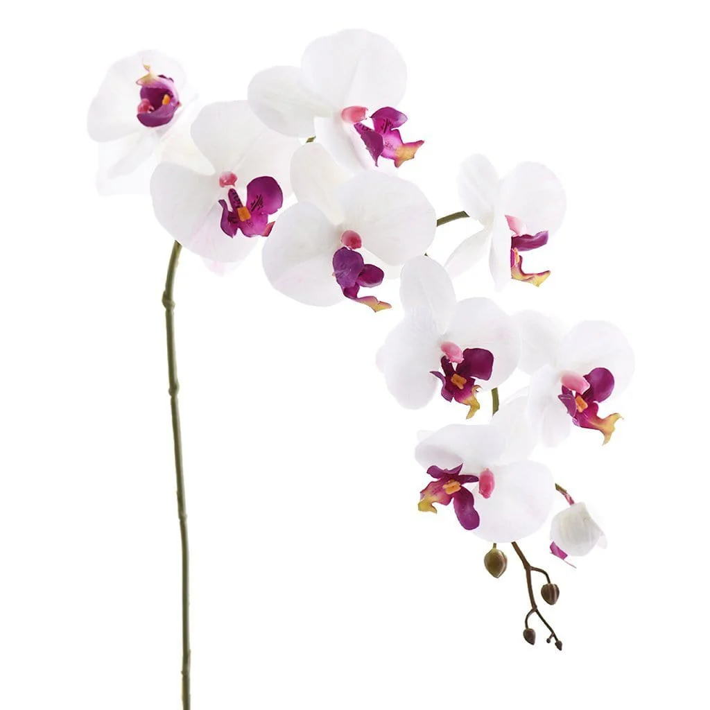 Orchid Stem - Image 2