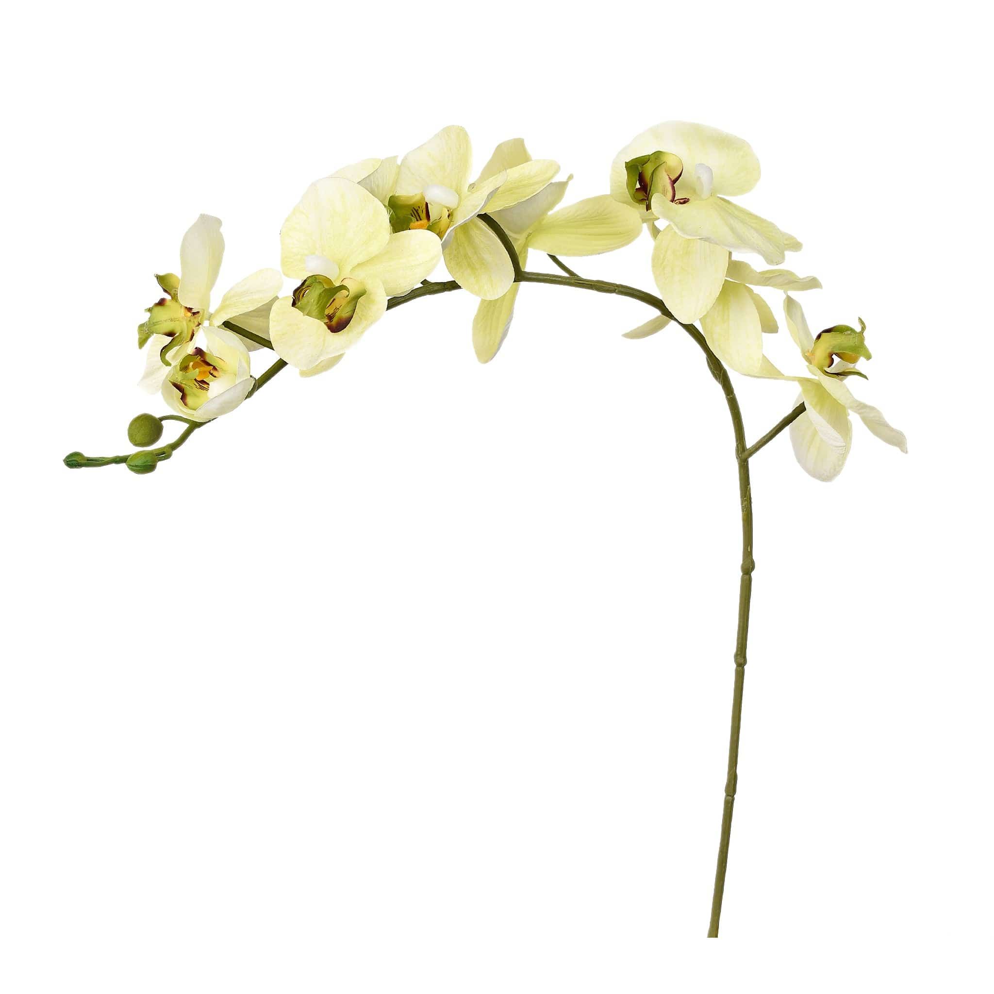 Orchid Stem - Image 3