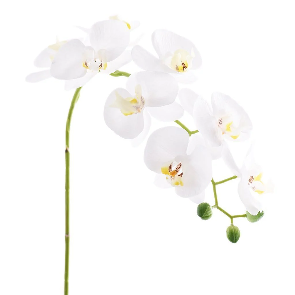 Orchid Stem