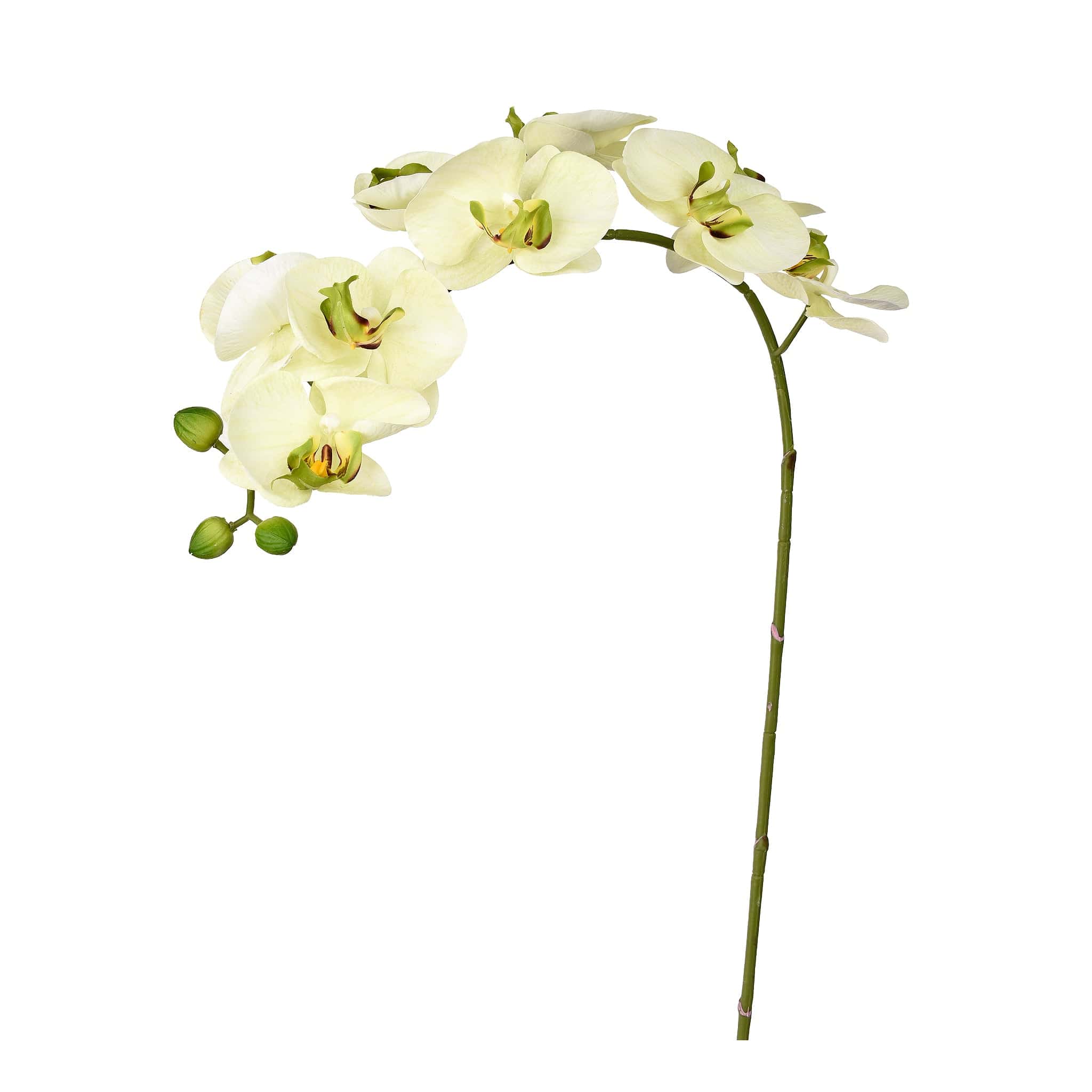 Orchid Stem - Image 2