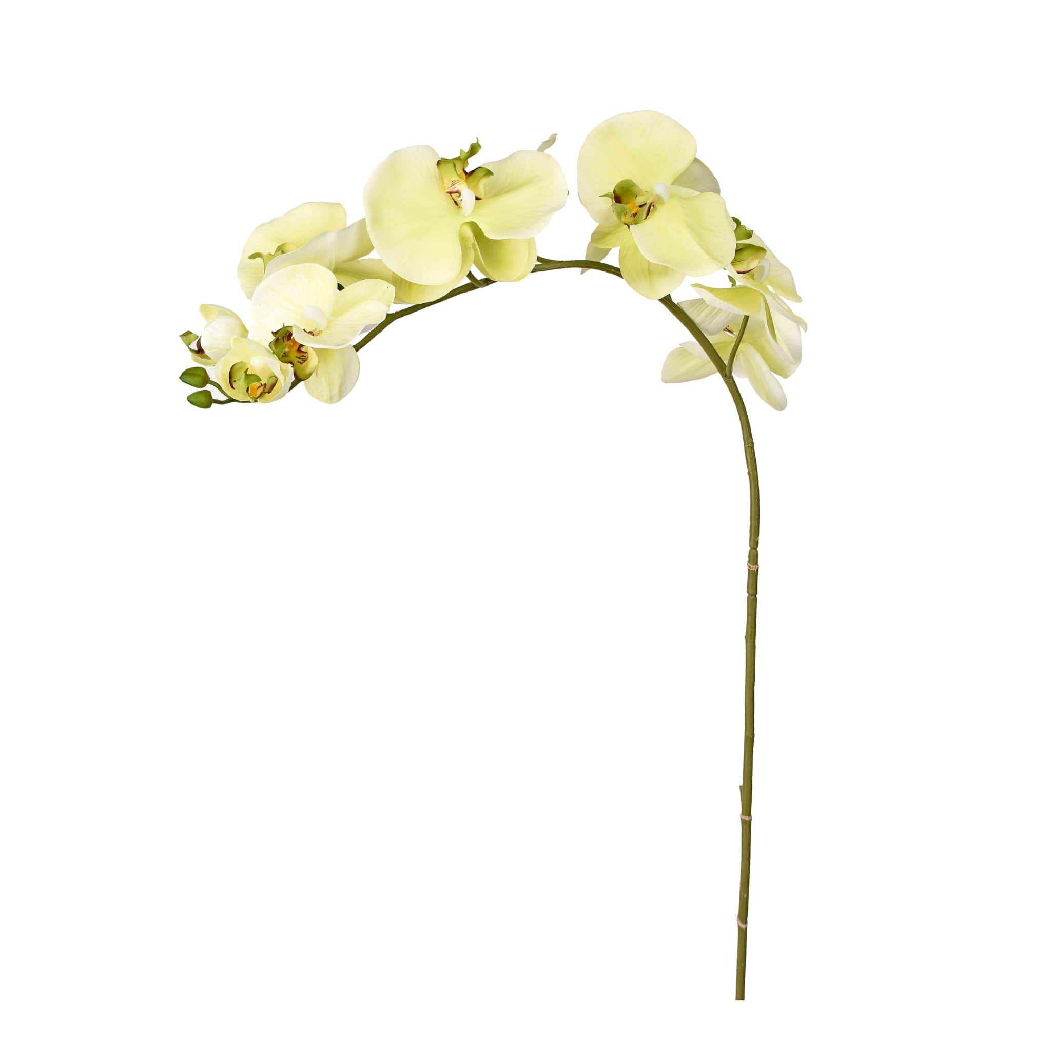 Orchid Stem - Image 3