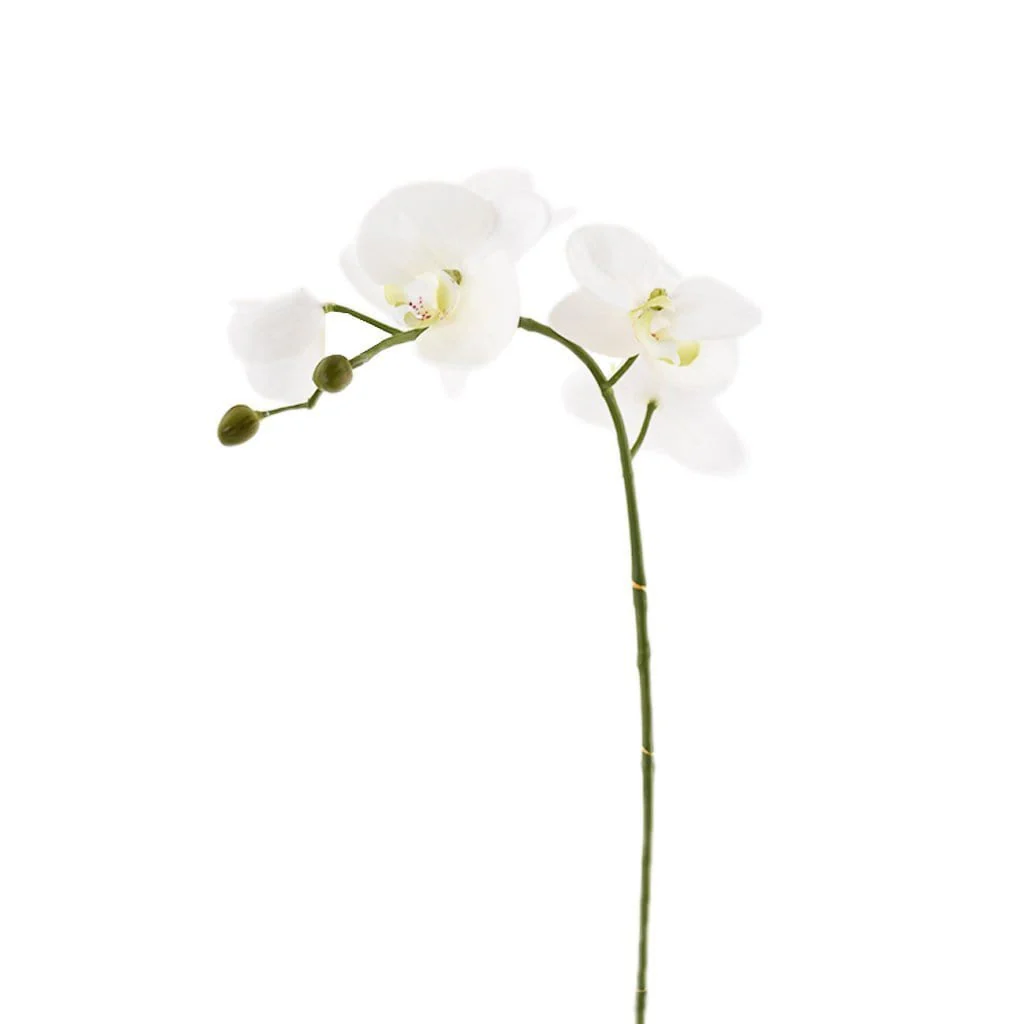 Orchid Stem