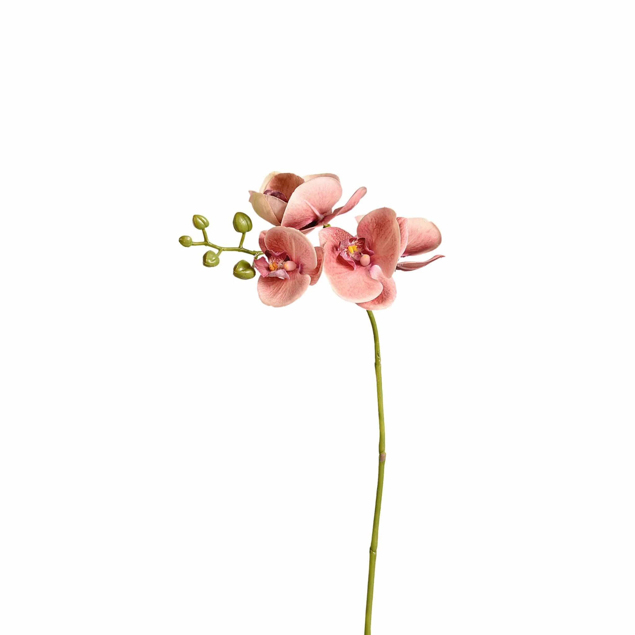 Orchid Stem - Image 2