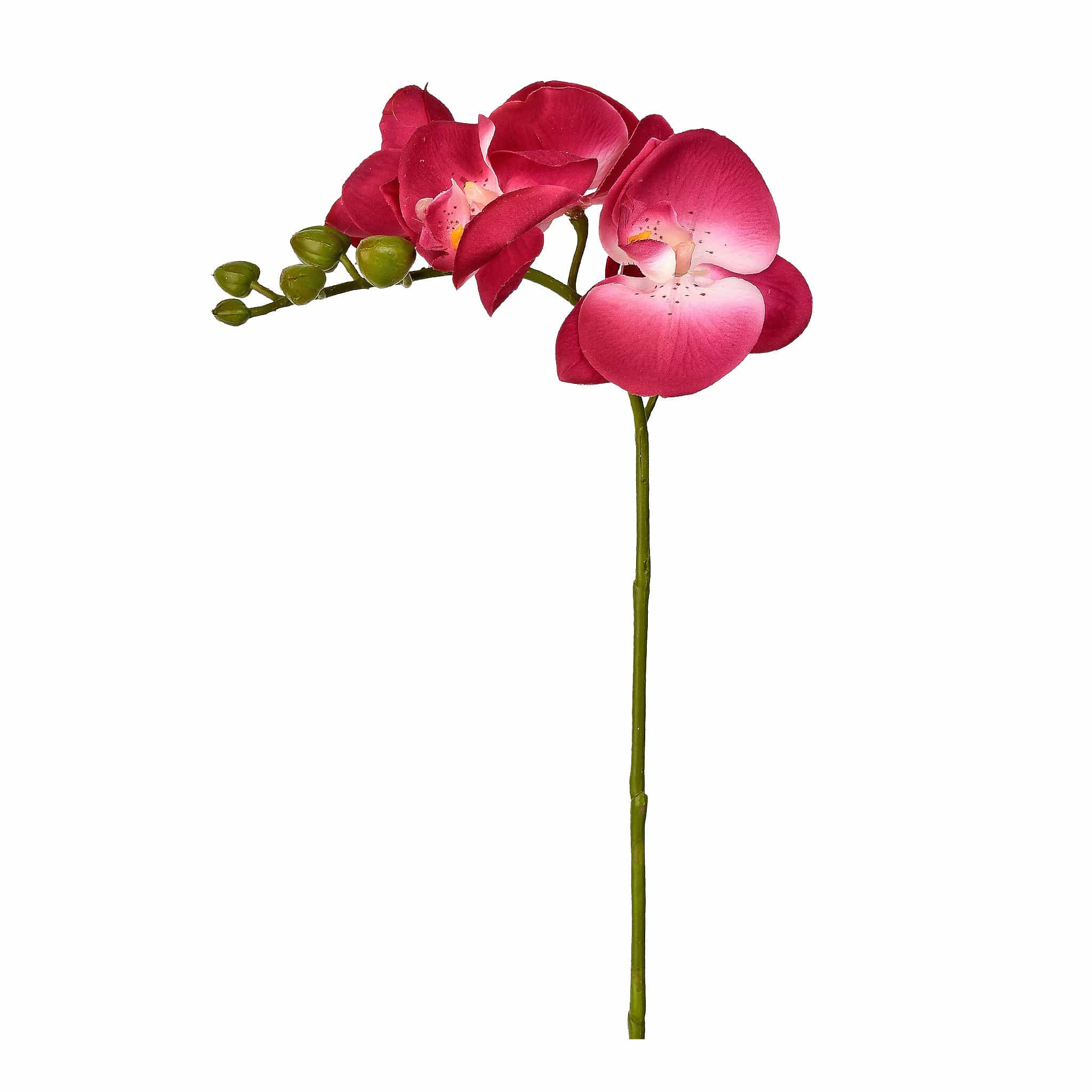 Orchid Stem - Image 3