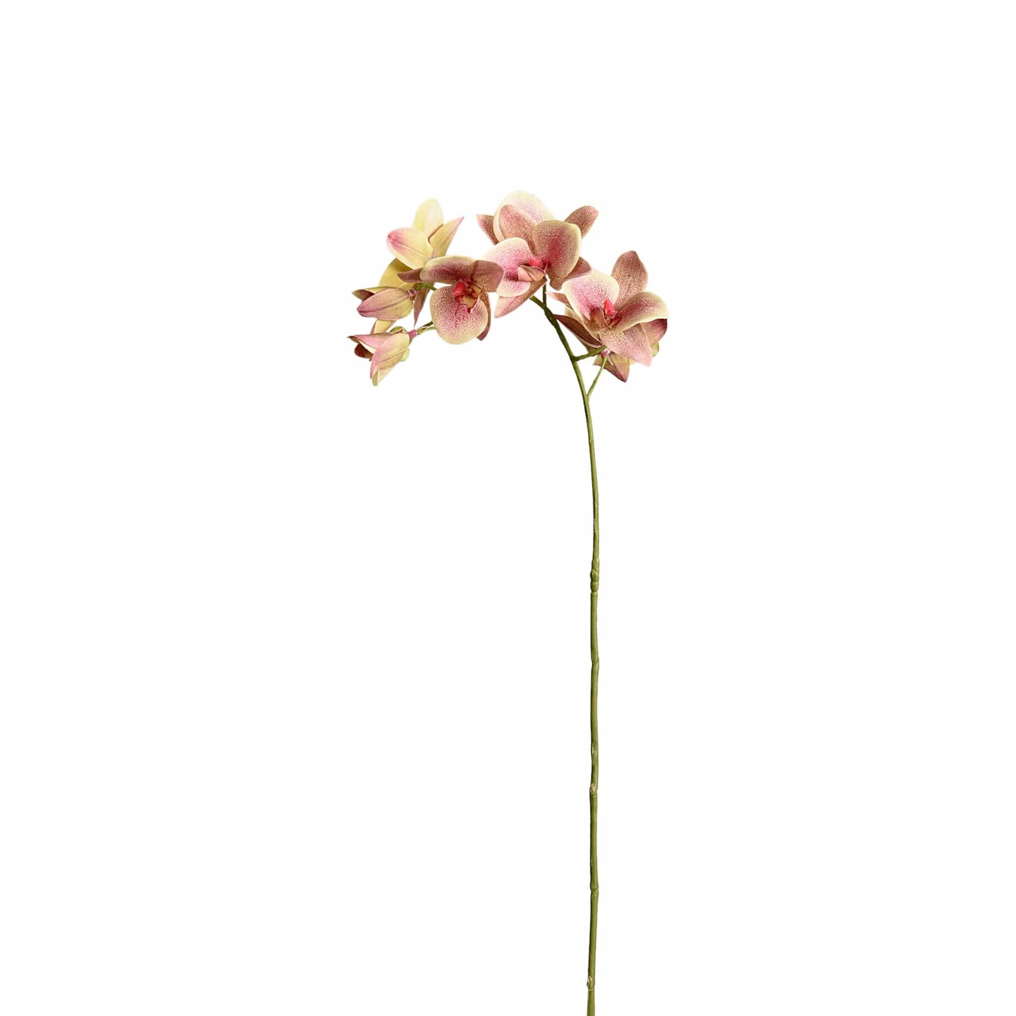 Orchid Stem - Image 3