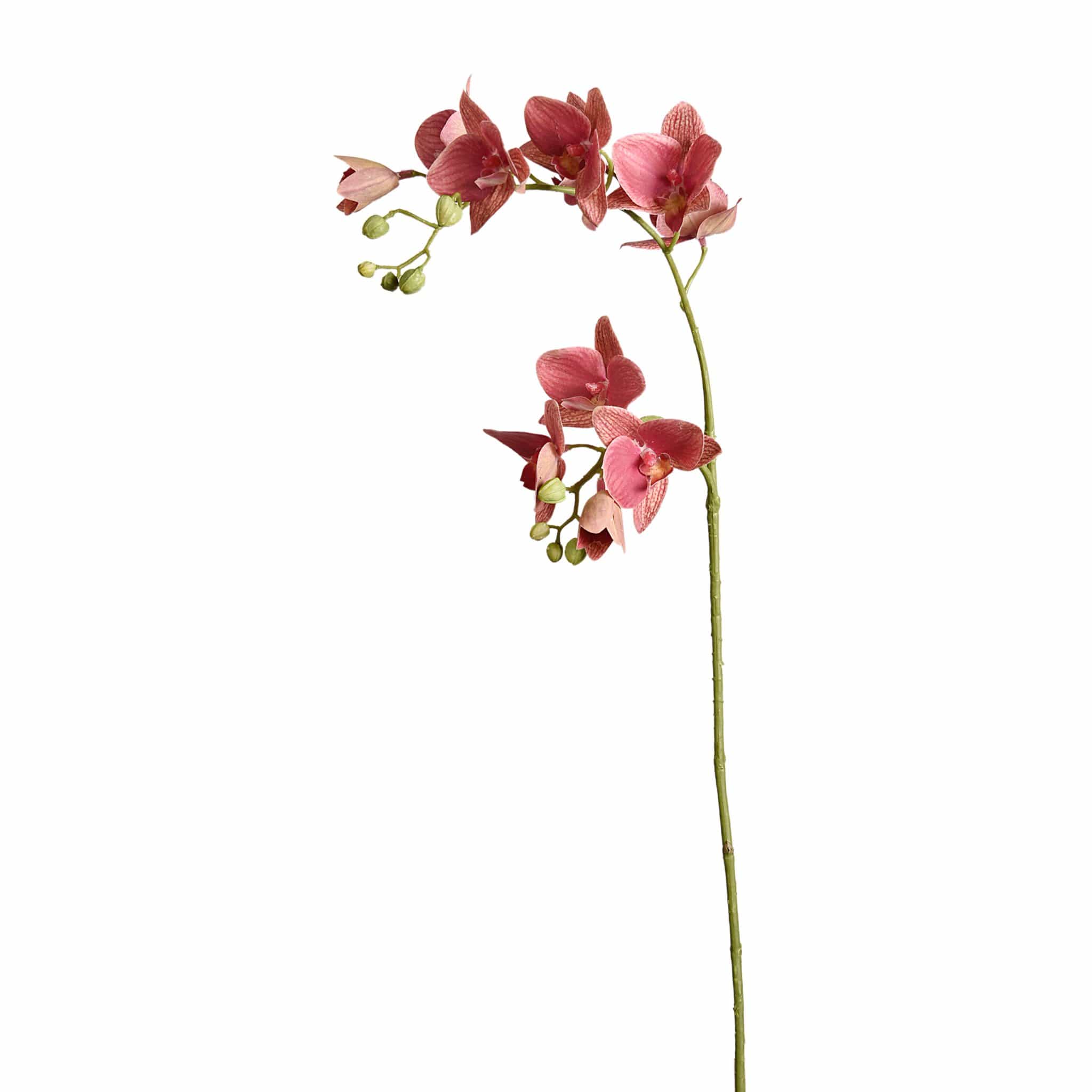 Orchid Stem - Image 2