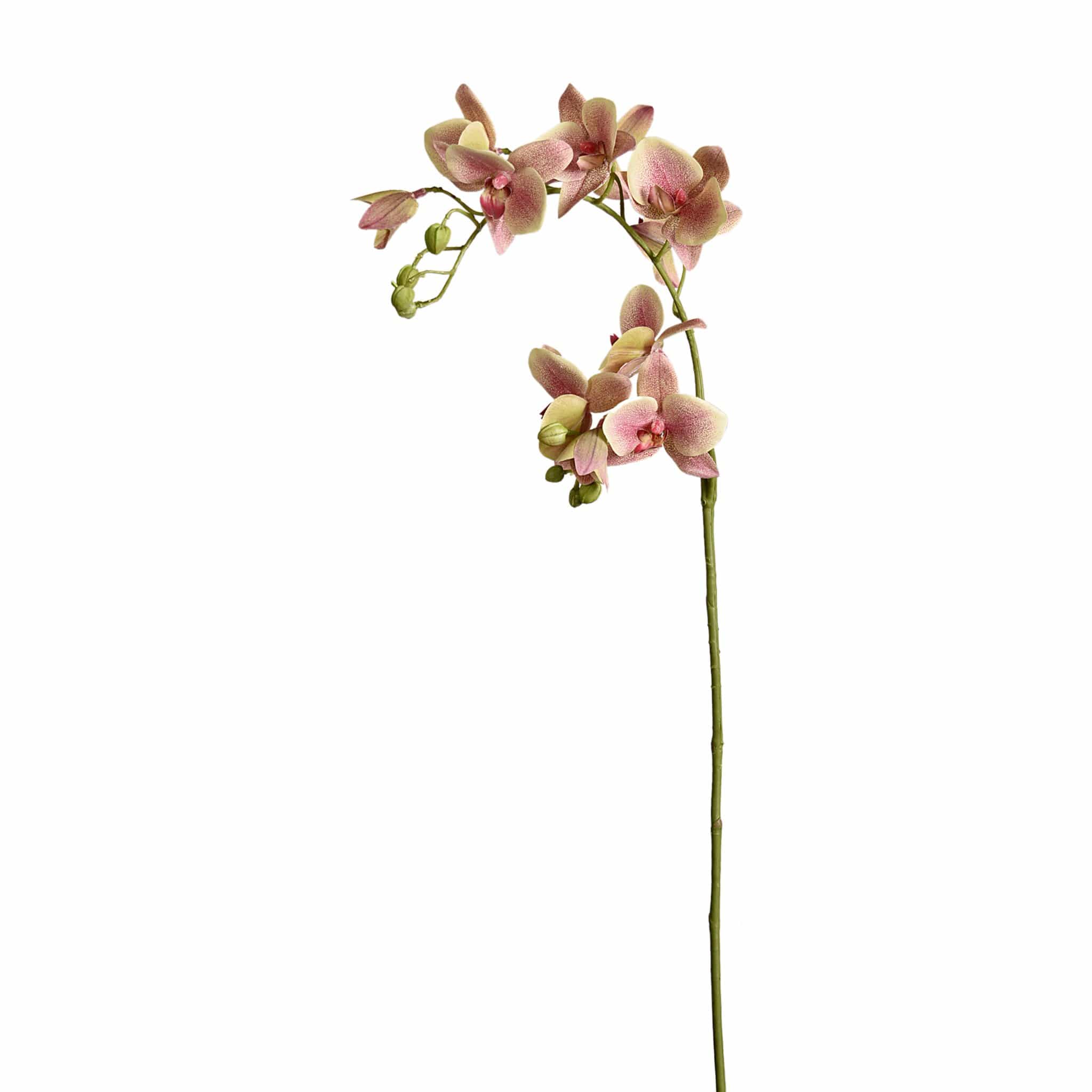 Orchid Stem - Image 3