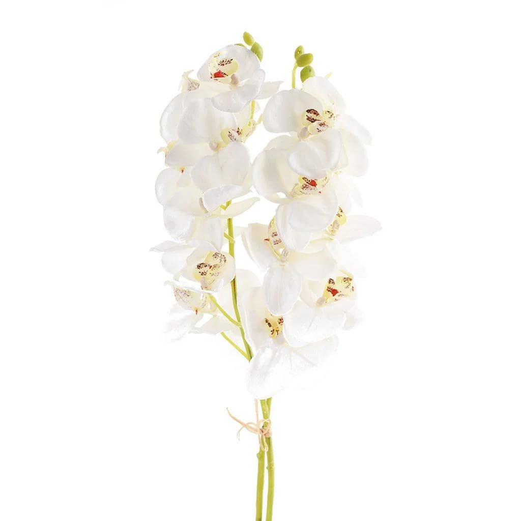 Orchid Stem
