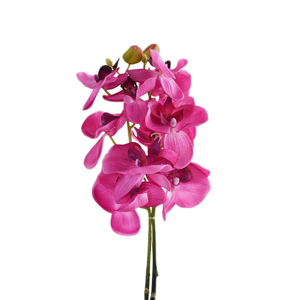 Orchid Stem - Image 2