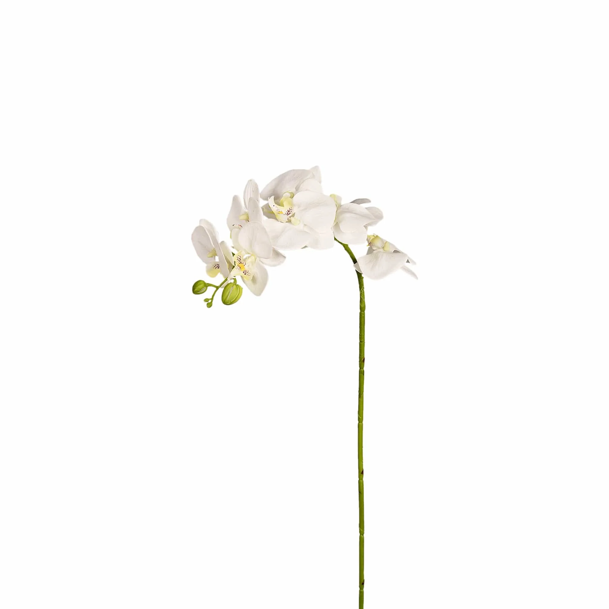 Orchid Stem