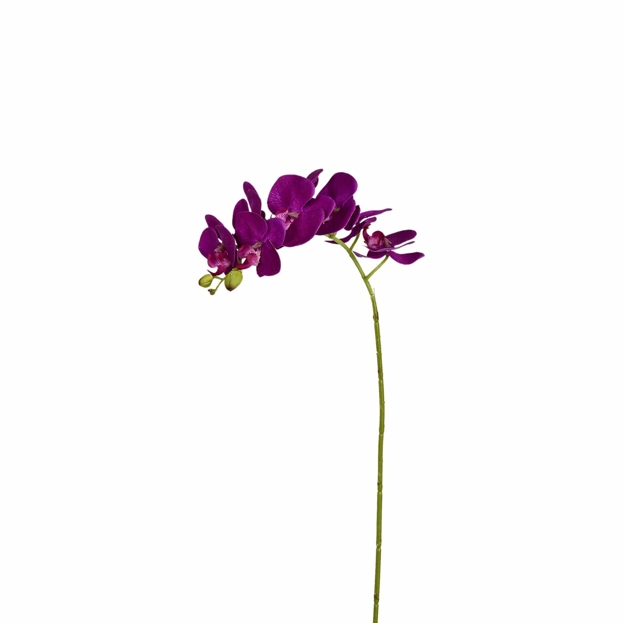 Orchid Stem - Image 2