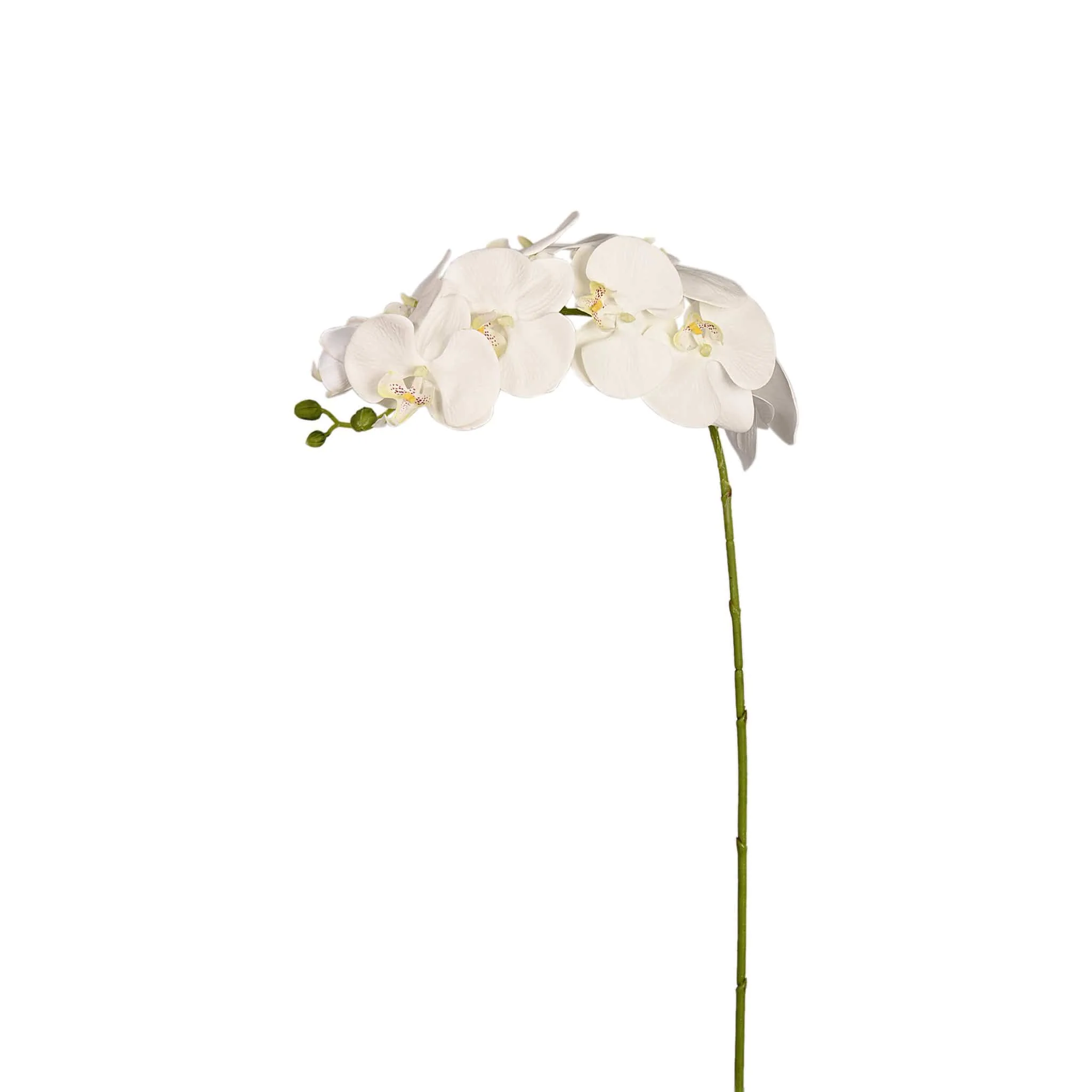 Orchid Stem