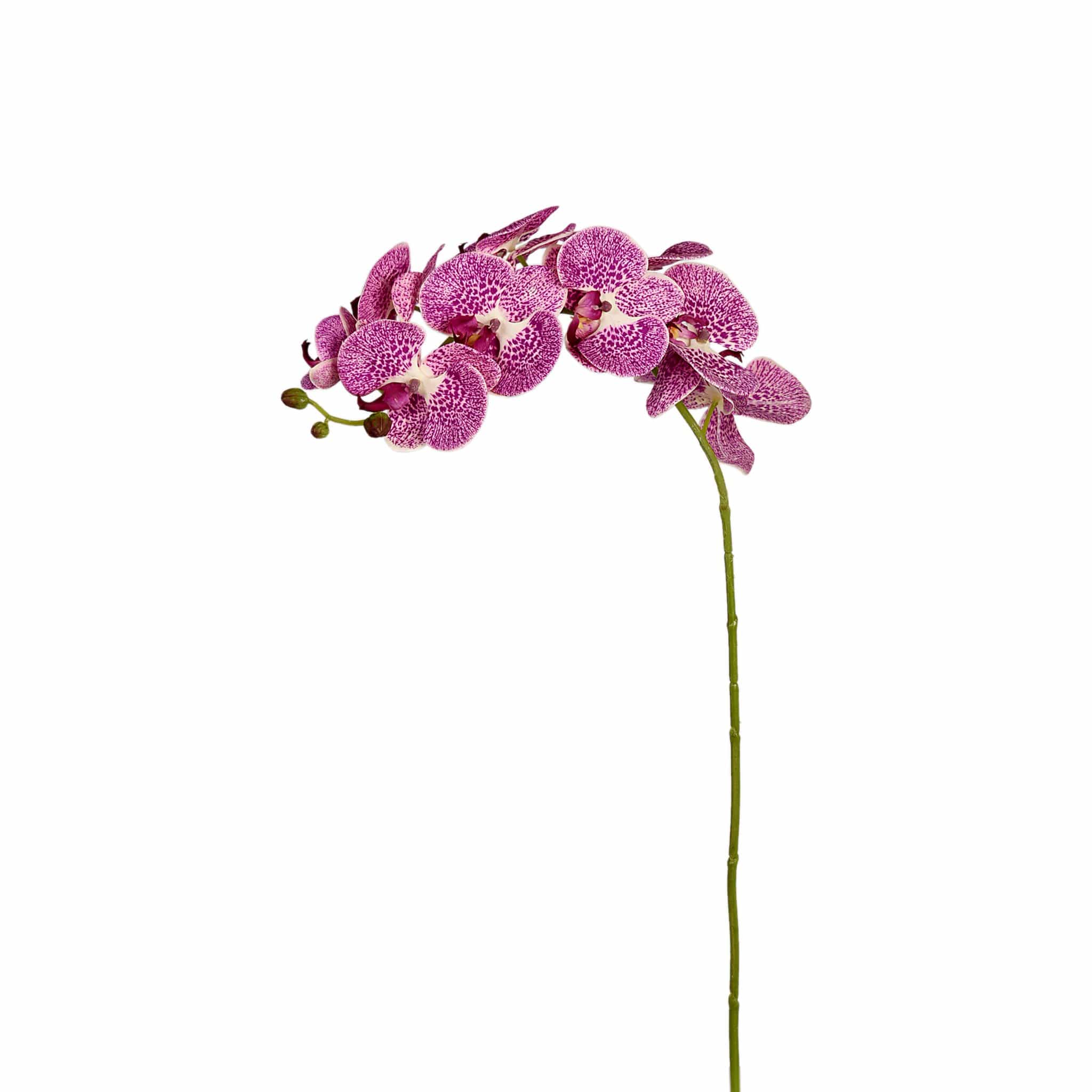 Orchid Stem - Image 3