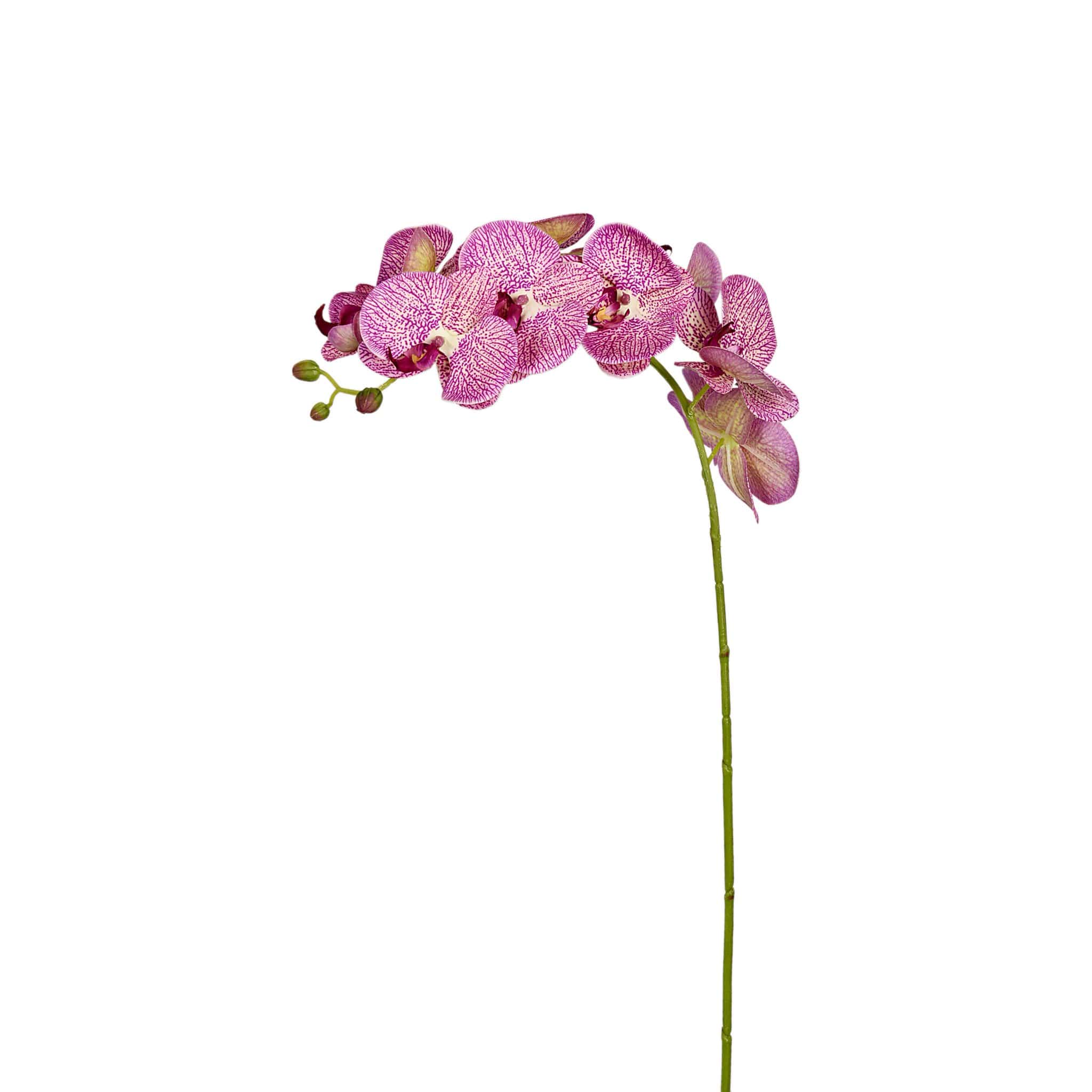 Orchid Stem - Image 4