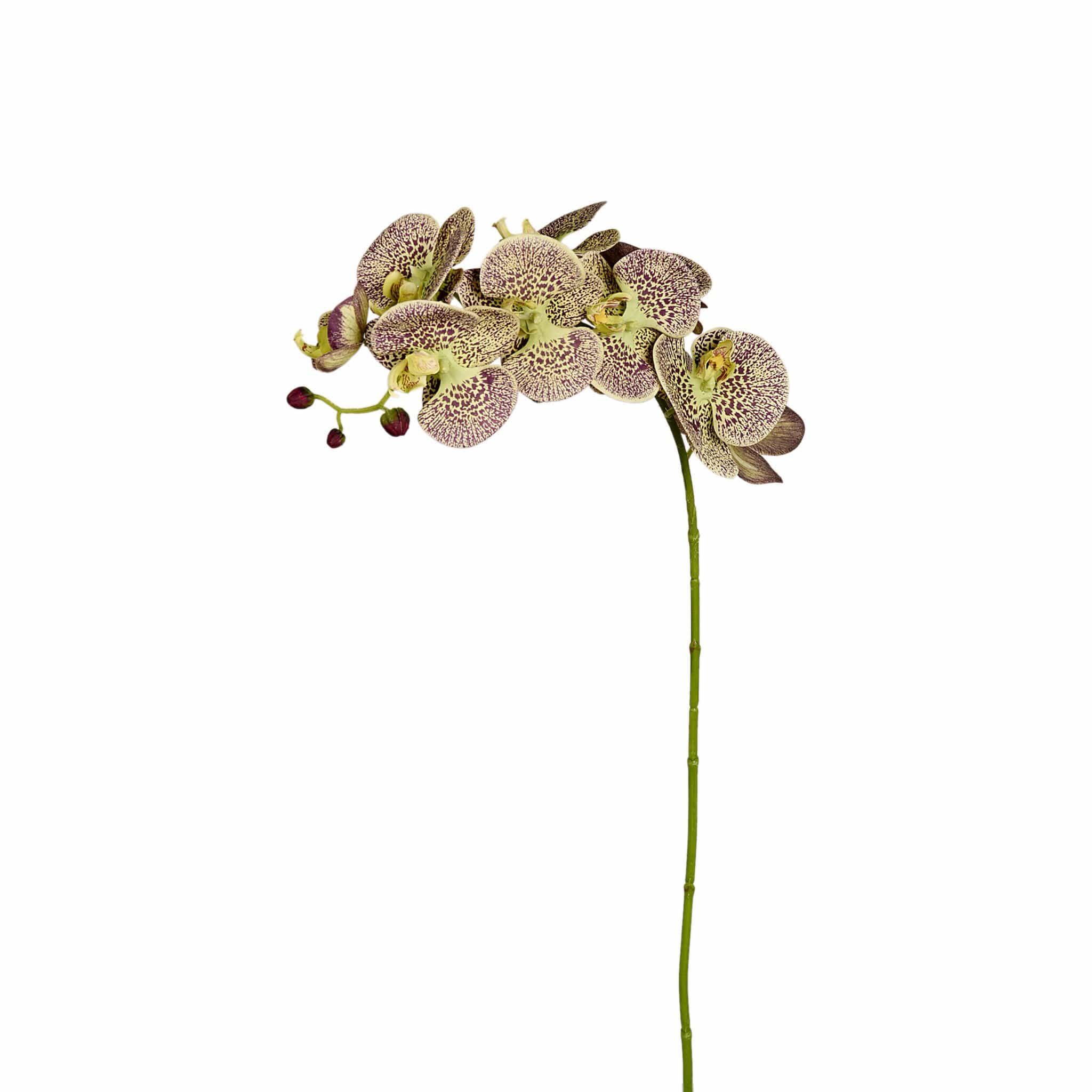 Orchid Stem - Image 5