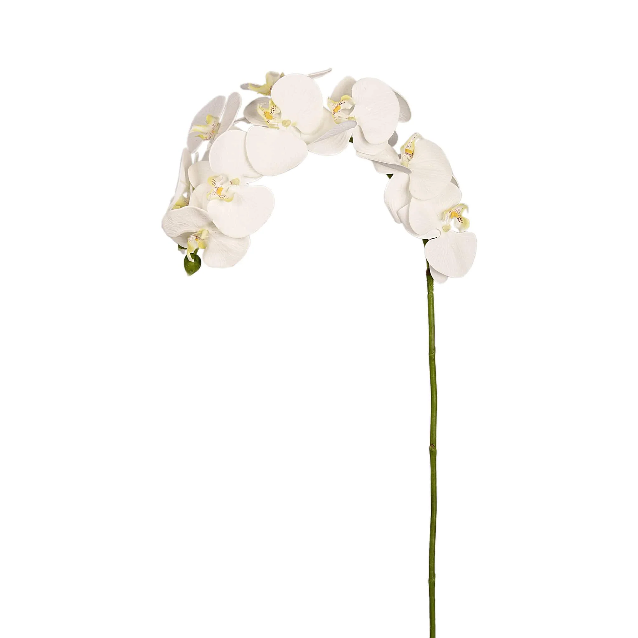 Orchid Stem