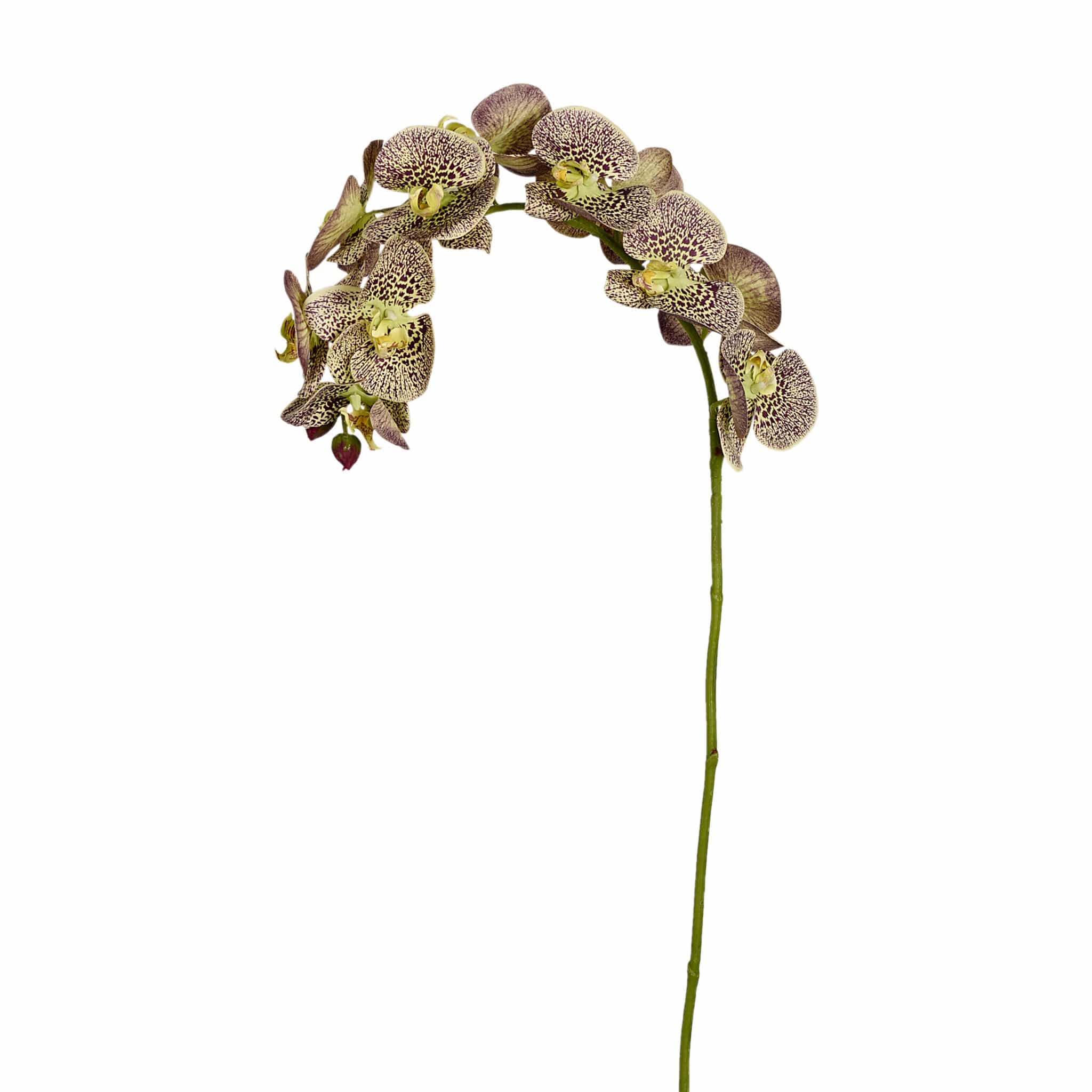 Orchid Stem - Image 5