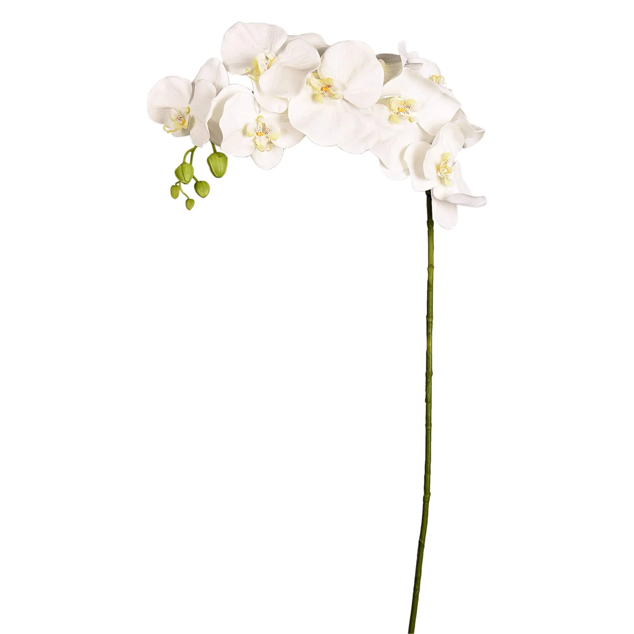 Orchid Stem