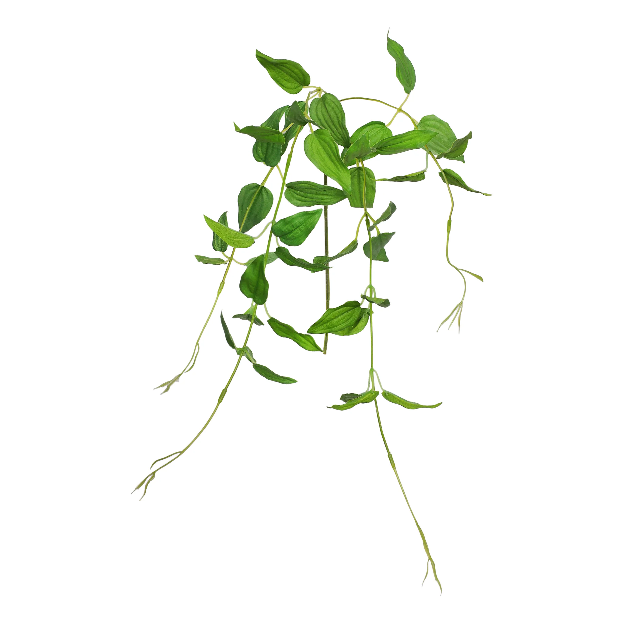 Oriental Ruscus Branch